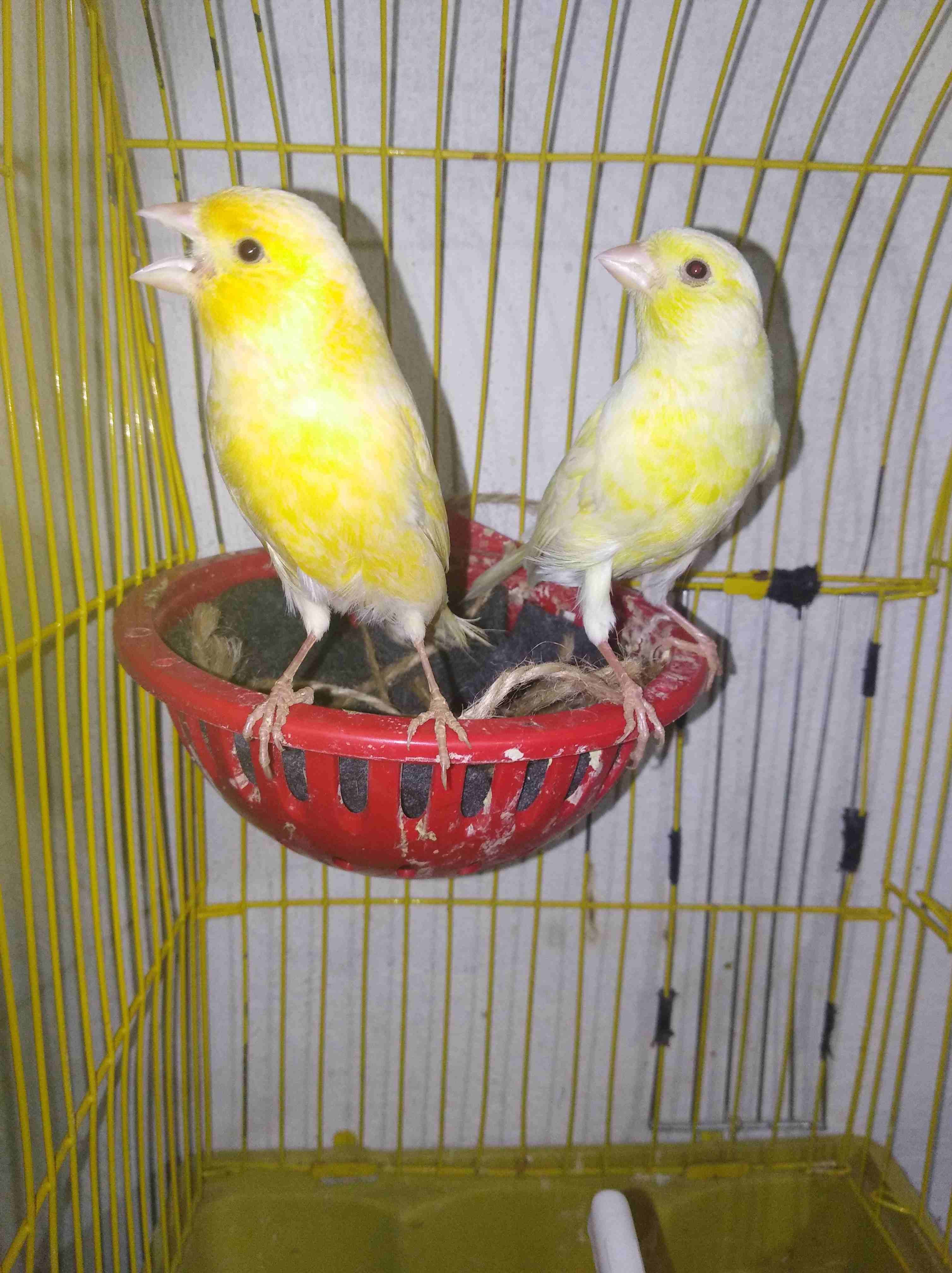جوز كنارات ليموني صاااااافي حبات طويله جوزشغلات الفحل مغنااا ناااااار وفي فيديو
لا تنسَ أنك شاهدت هذا الإعلان في عنكبوت...
