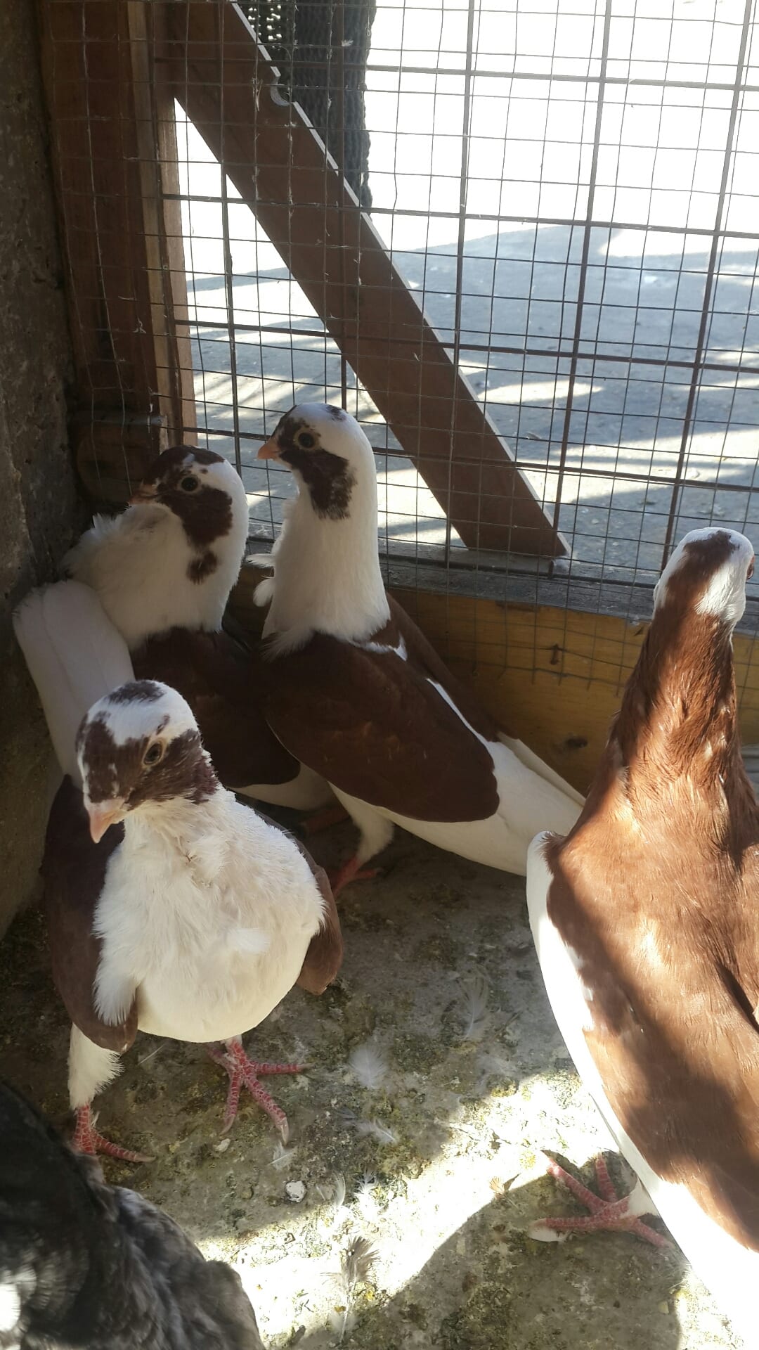 يوجد كوم فراخ انواع فطم جديد واشي بواقي ألوان لا اتابع الرسائل 0796513536 على ال
لا تنسَ أنك شاهدت هذا الإعلان في عنكبوت
07965...