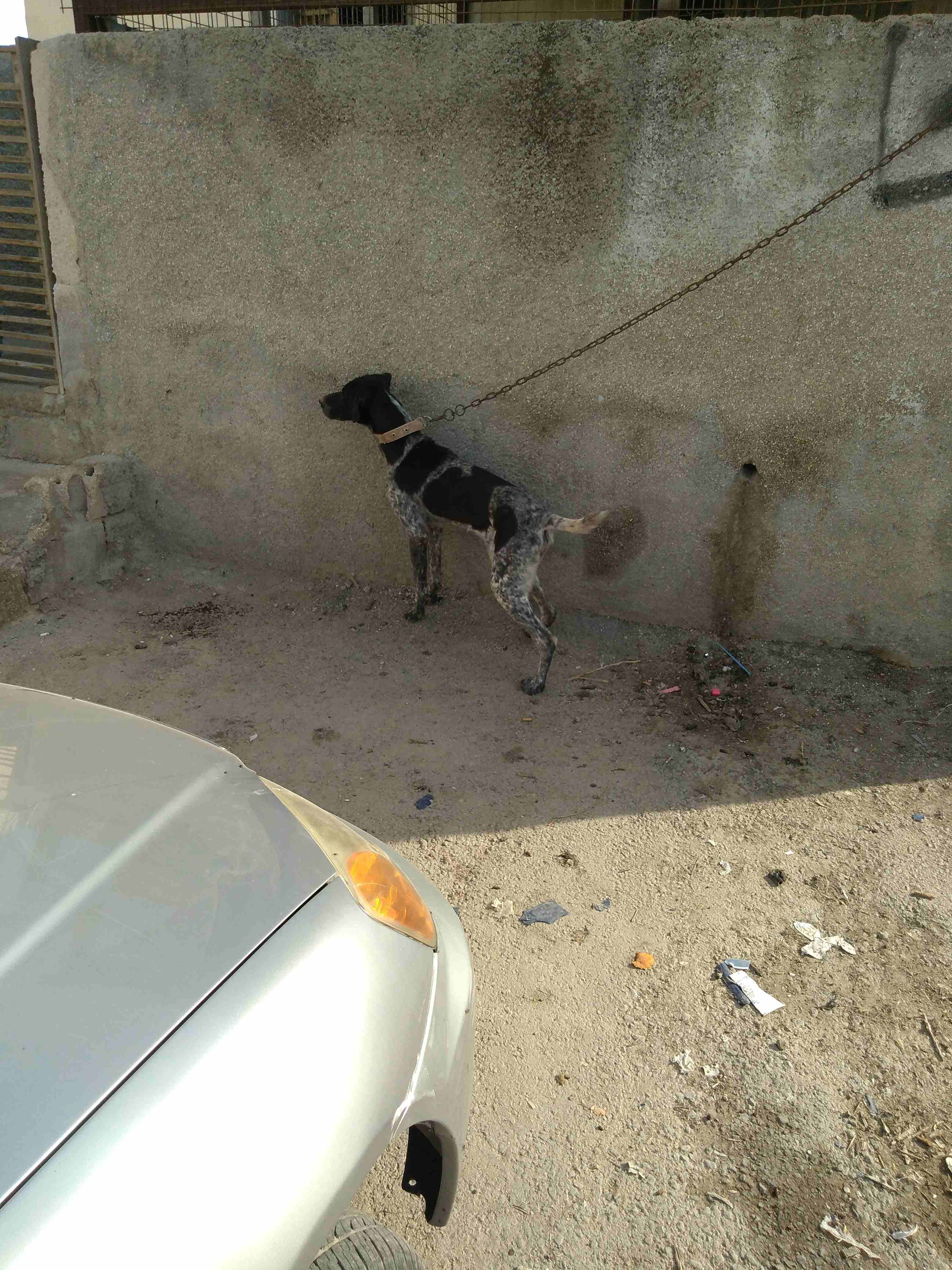 ذكر بندوق بونتر
لا تنسَ أنك شاهدت هذا الإعلان في عنكبوت
ذكر بندوق بونتر العمر سنه وشهرين غشيم ماخ...