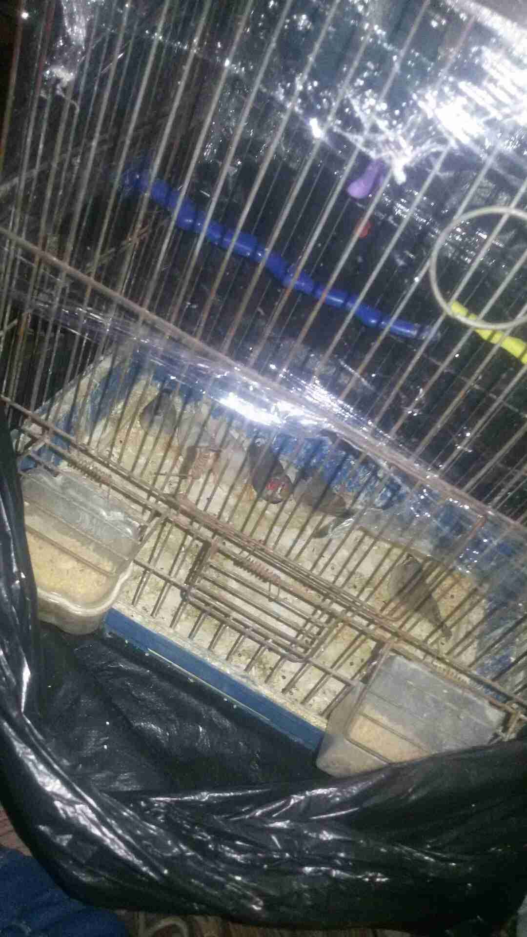 للبيع جوز جنه الفحل مقنبر عادي اطيرا هاف ورانج معهم 4 افراخ في فرخ مقنبر
لا تنسَ أنك شاهدت هذا الإعلان في عنكبوت...