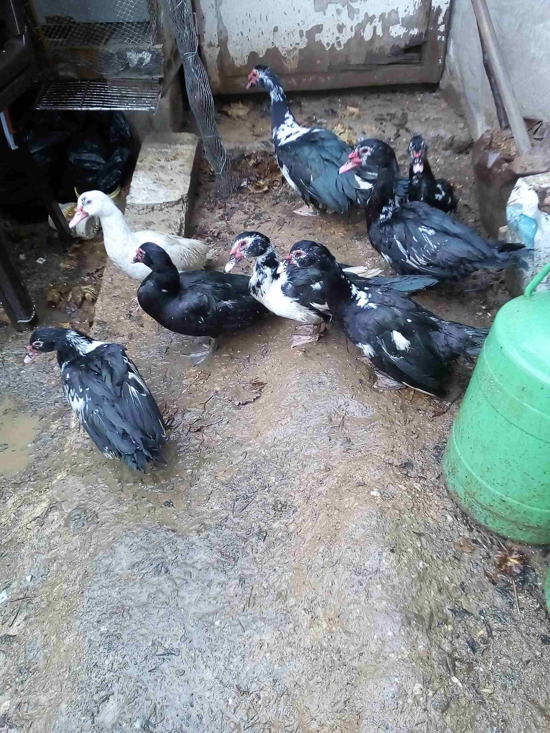 يوجد بط للبيع
لا تنسَ أنك شاهدت هذا الإعلان في عنكبوت
يوجد بط مكسوفي عدد8حبات ذكرين و6اناثي
صحة...