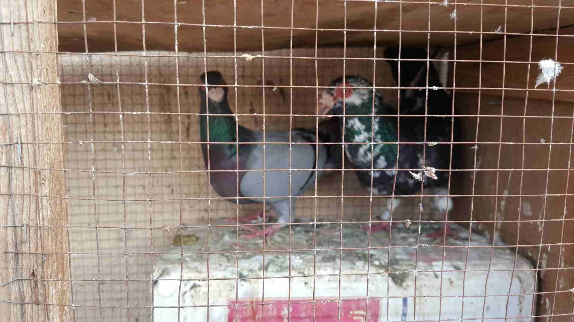 جواز للبيع او للبدل
لا تنسَ أنك شاهدت هذا الإعلان في عنكبوت
جوز مساويد سود بطردن على بيض
جوز كشا...