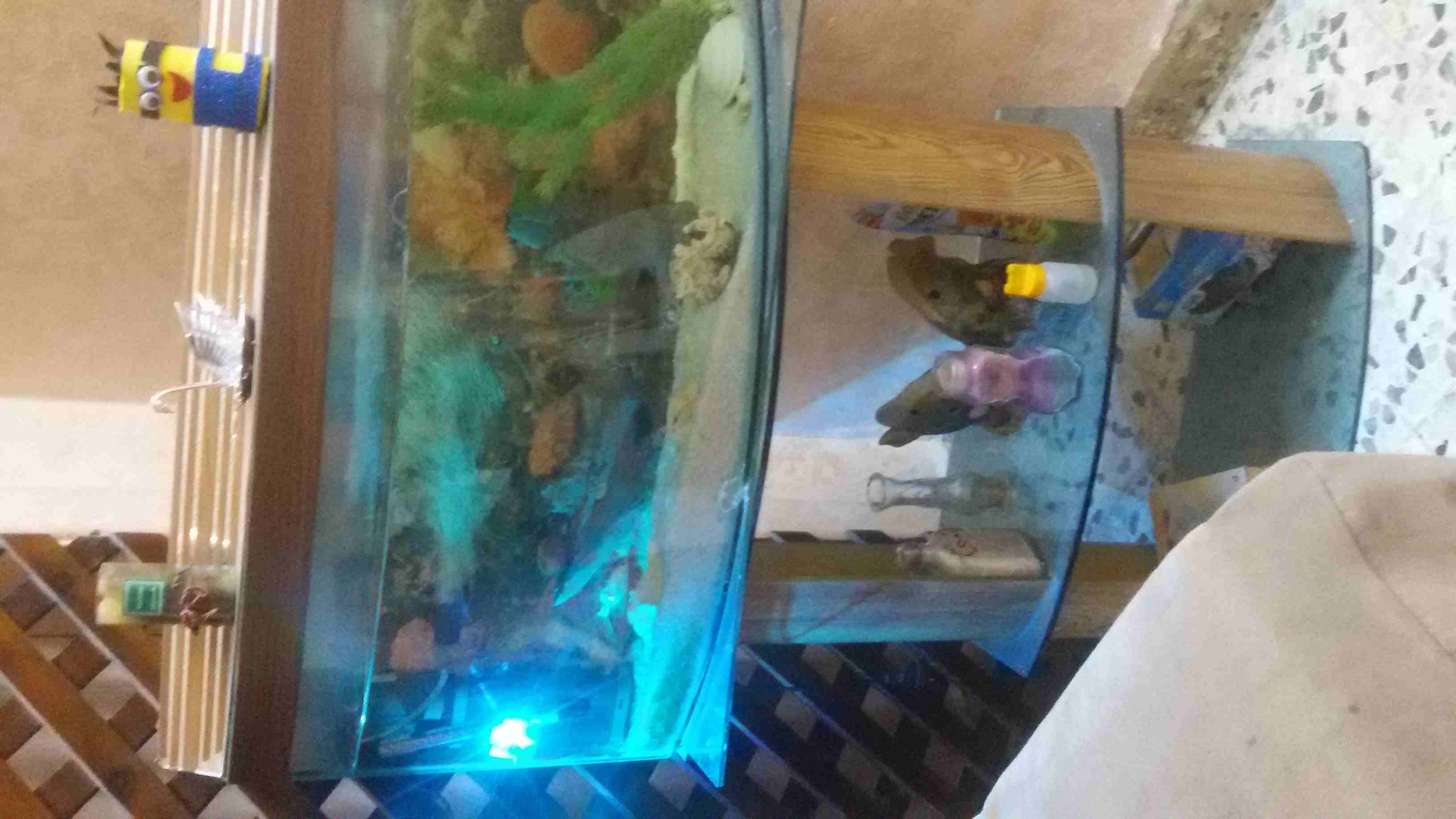 حوض سمك للبيع مع كامل أغراضه مع ستاند مع سمكة جولد فيش عدد ستة
لا تنسَ أنك شاهدت هذا الإعلان في عنكبوت...