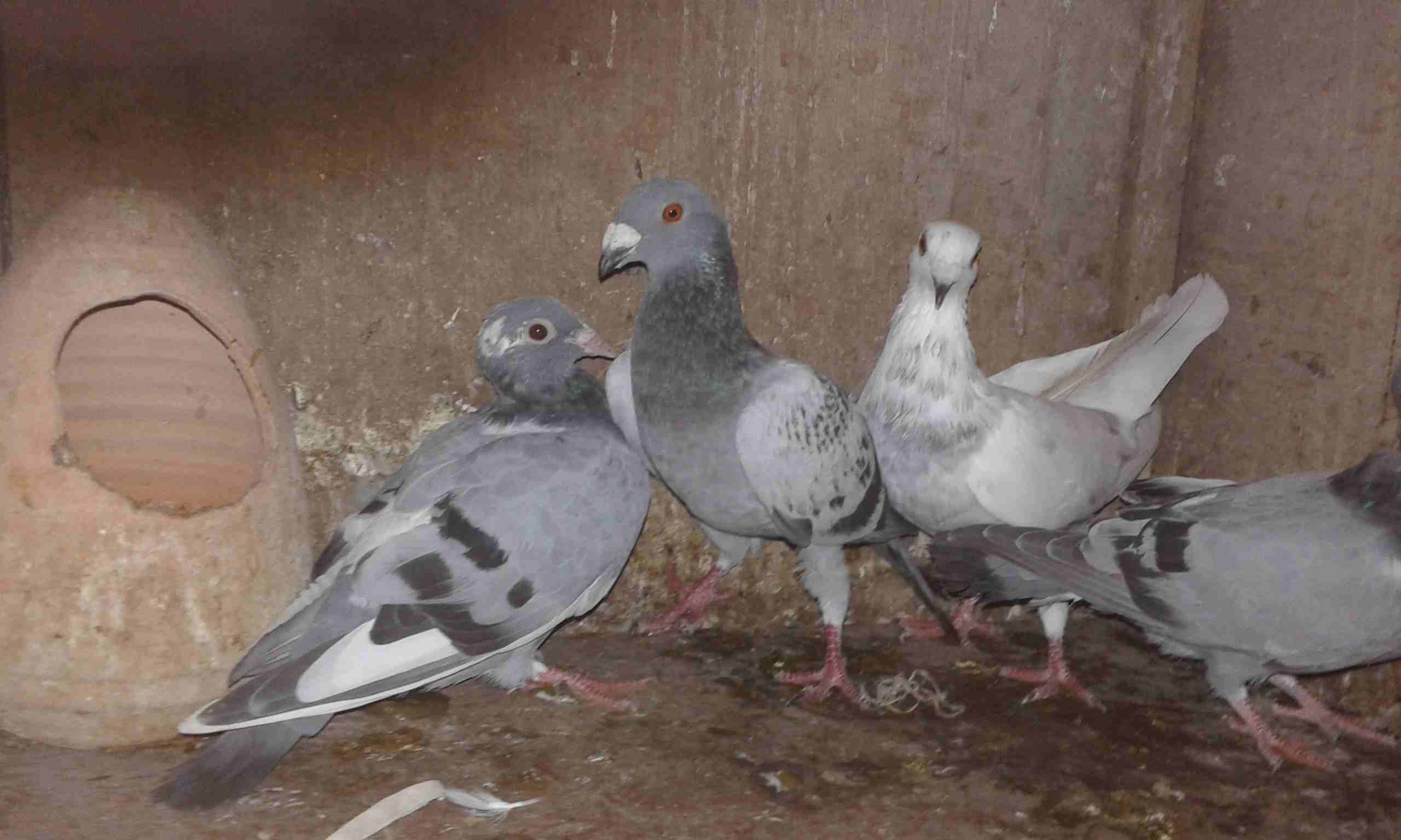 زواجل للبيع
لا تنسَ أنك شاهدت هذا الإعلان في عنكبوت
عشرين طير زاجل جواز وفردات
4دنانير الطير...