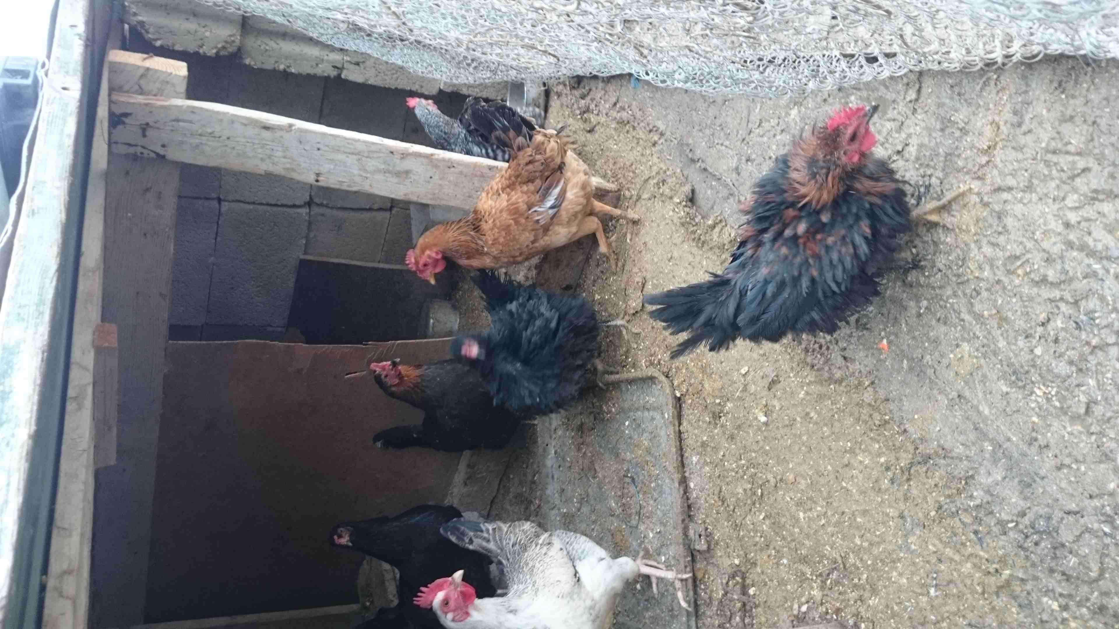 دجاج بلدي 8 دجاجات
لا تنسَ أنك شاهدت هذا الإعلان في عنكبوت
دجاج بلدي عدد 8...