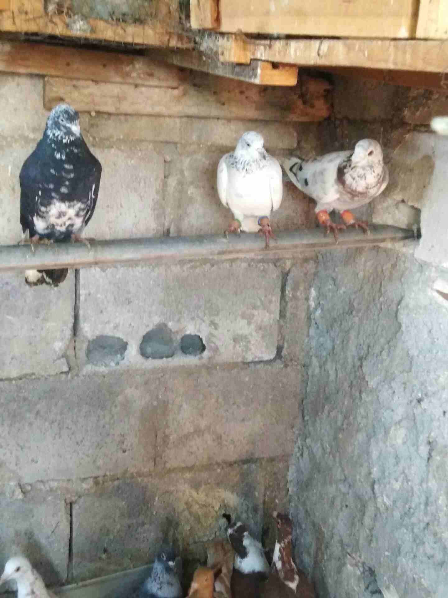 افحول كش15 حبة للبيع بسع مغري
لا تنسَ أنك شاهدت هذا الإعلان في عنكبوت
الطيور موضحة بالصور
للاستف...