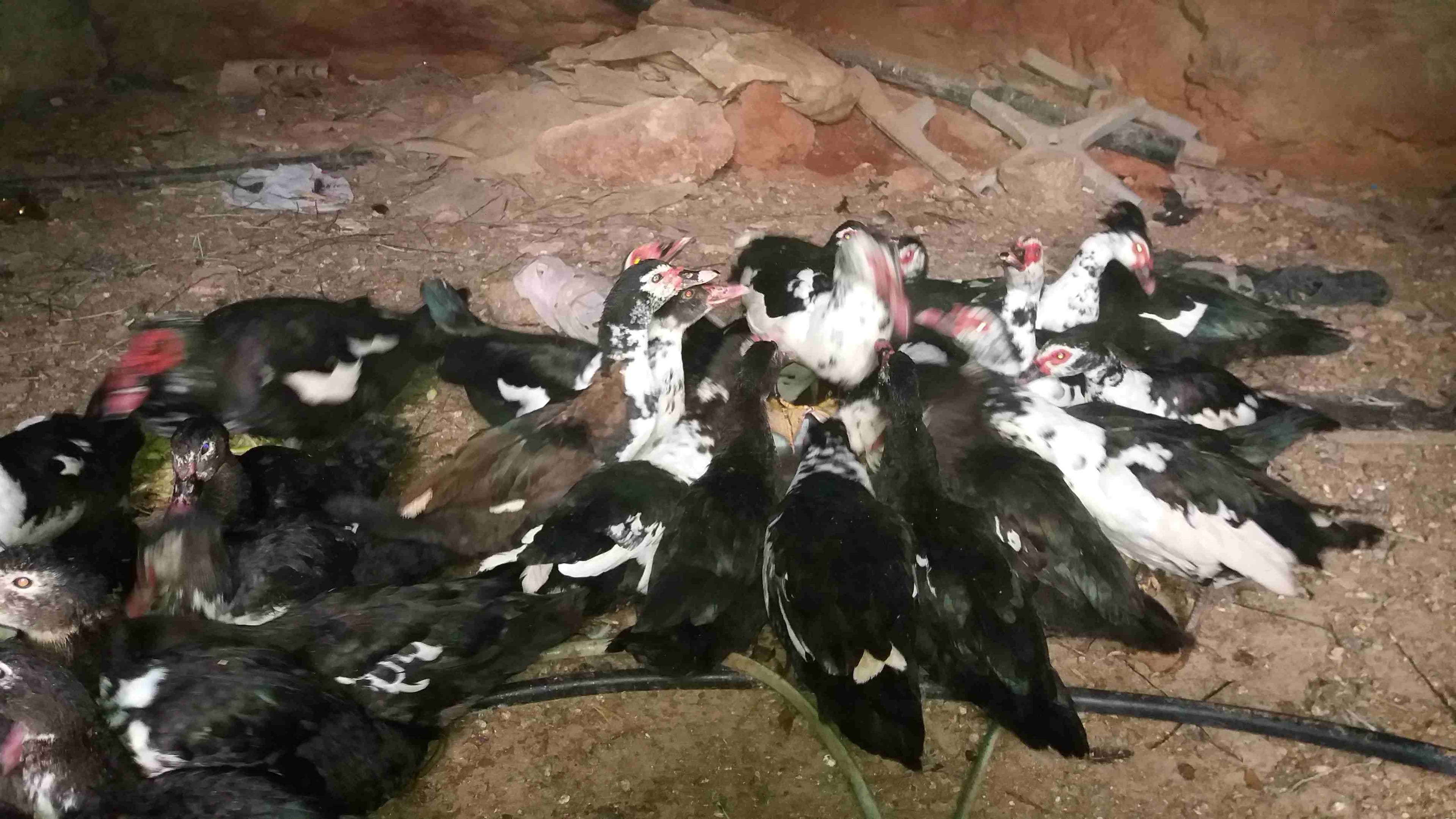 بط بلدي للبيع عدد 35
لا تنسَ أنك شاهدت هذا الإعلان في عنكبوت
بط بلدي للبيع عدد 35...