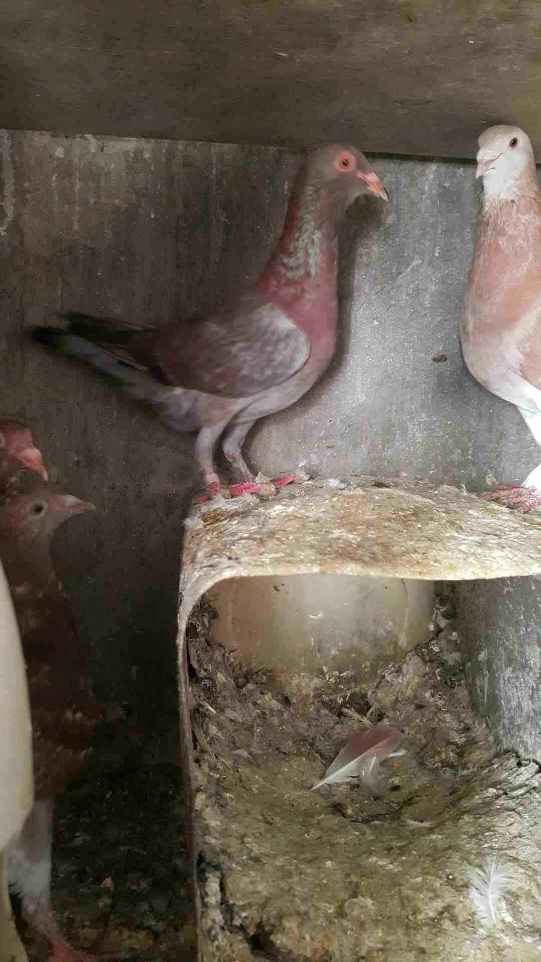 جوز دبسي على منمرة معهم فراخ بسعر حرق
لا تنسَ أنك شاهدت هذا الإعلان في عنكبوت
السلام عليكم
دبسي ب...