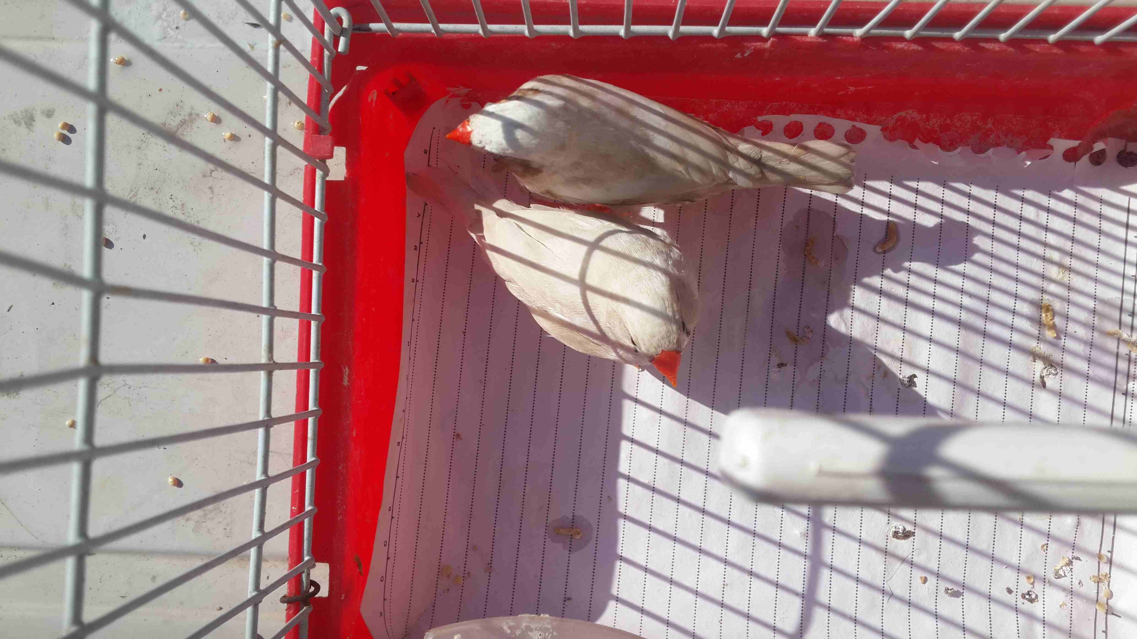 جوز جنه طفره ايزابيل للبيع او البدل
لا تنسَ أنك شاهدت هذا الإعلان في عنكبوت
جوز شغال 100% صحه ونض...