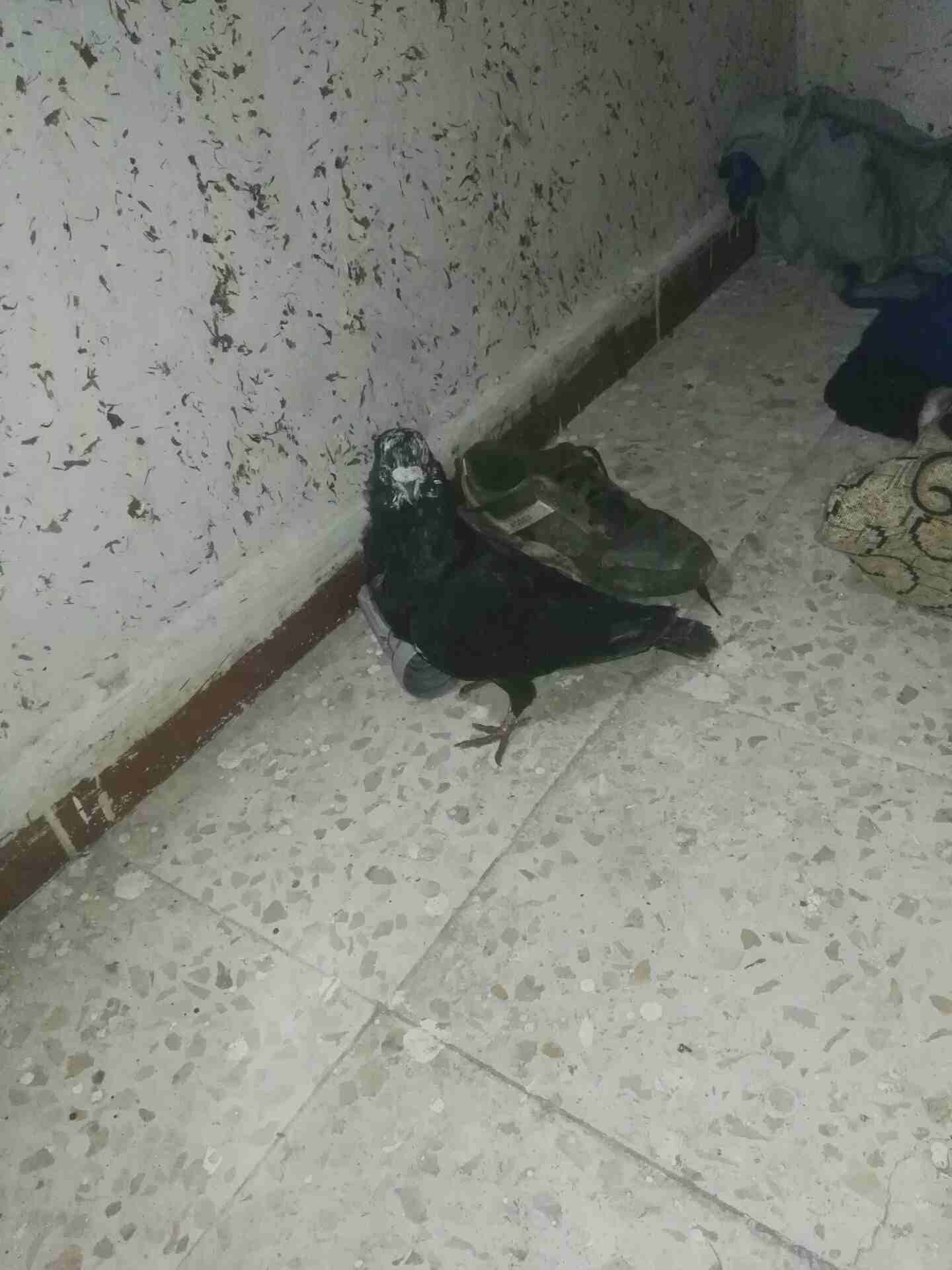 0777576140
لا تنسَ أنك شاهدت هذا الإعلان في عنكبوت
حمام
رقم المع...