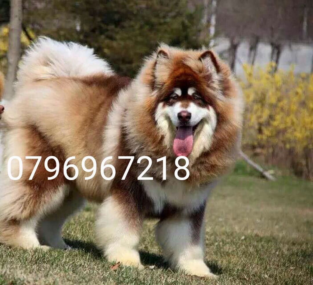 Gaint Alaskan Malamute
لا تنسَ أنك شاهدت هذا الإعلان في عنكبوت
بسم الله ما شاء الله ...
متاح...