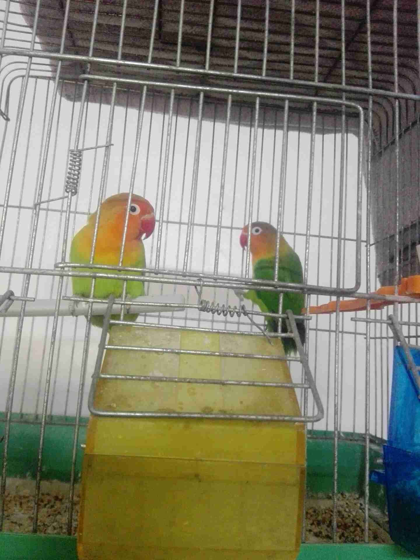 ببغاء للبيع
لا تنسَ أنك شاهدت هذا الإعلان في عنكبوت
حي رمزي مقابل مدرسه زينب...