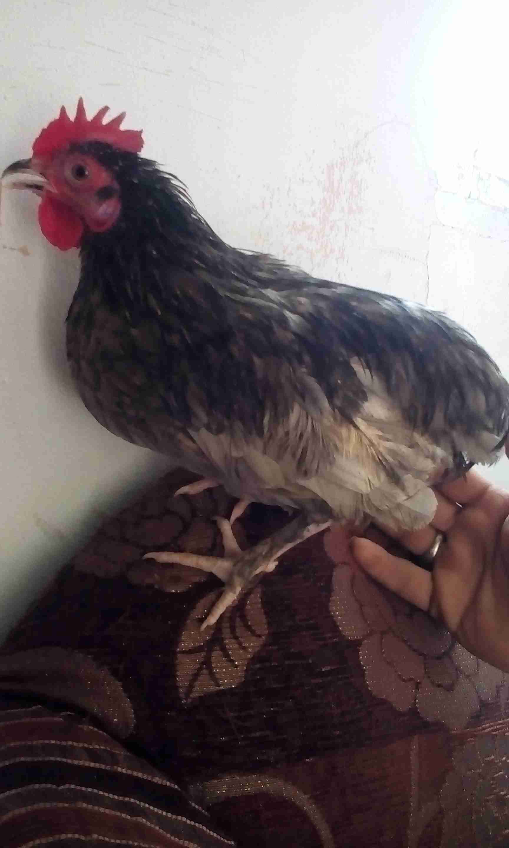 ديوك فراخ عدد4 عمر ست شهور
لا تنسَ أنك شاهدت هذا الإعلان في عنكبوت
عدد اربعه...
