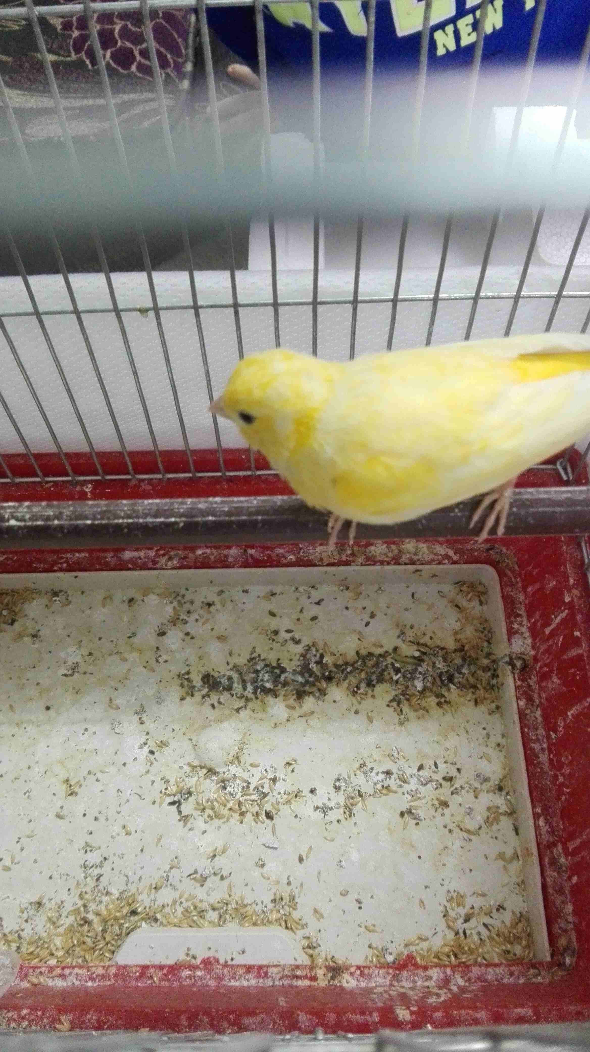 فحل كنار مغنى وجيزة للبيع
لا تنسَ أنك شاهدت هذا الإعلان في عنكبوت
فحل كنار مغنى وجيزة للبيع مع قف...