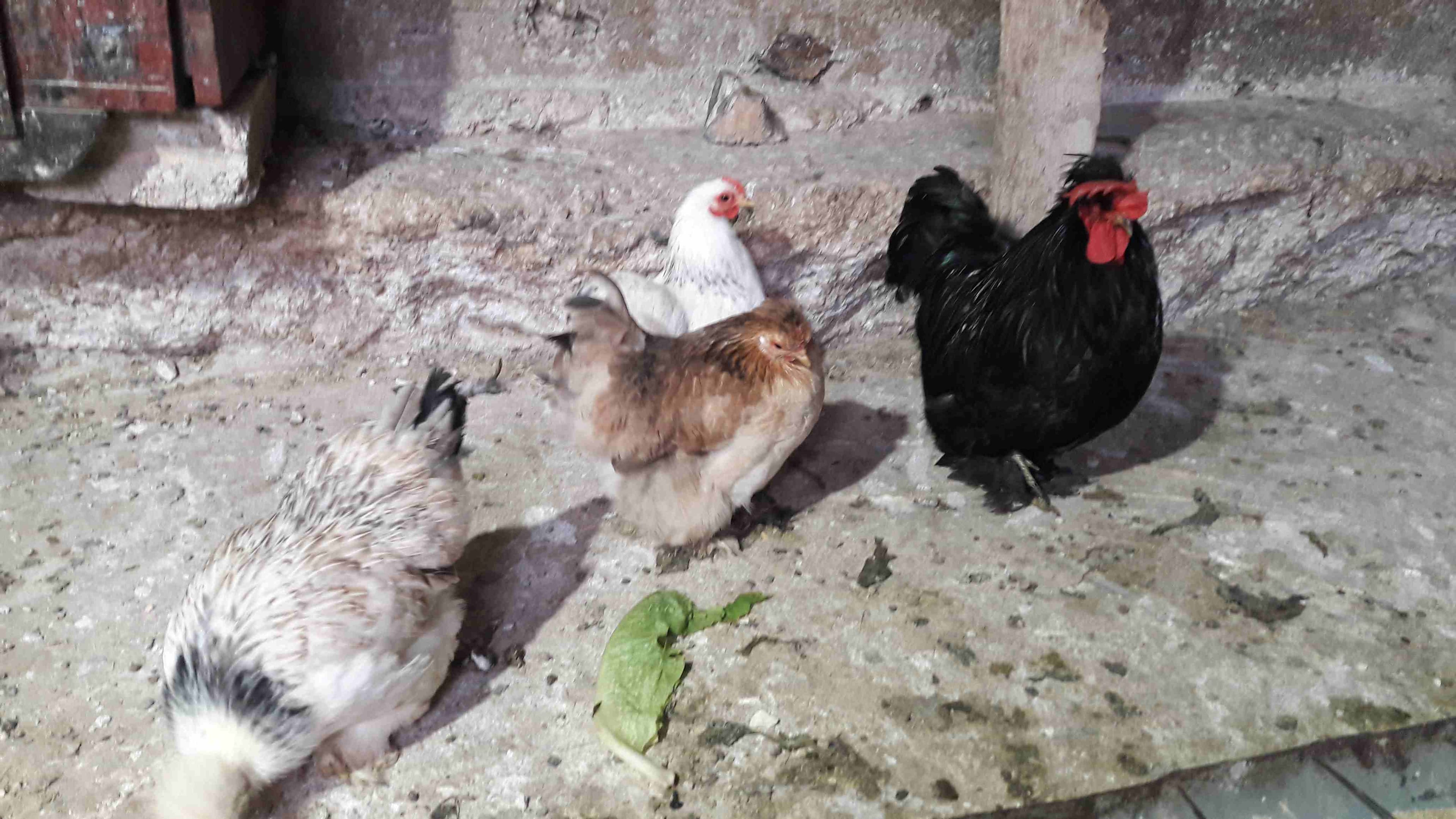 دجاج كشن مفطبل
لا تنسَ أنك شاهدت هذا الإعلان في عنكبوت
3 فرخات وديك على وجه شغل...