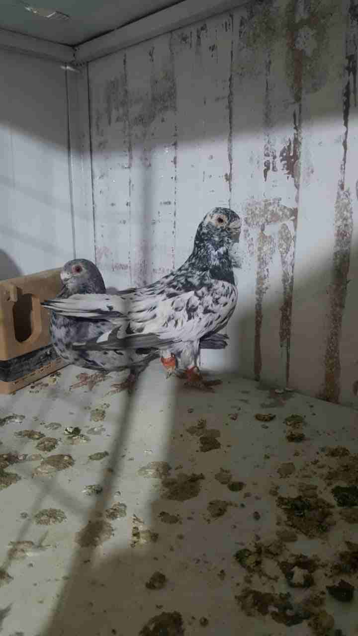 حمام للبيع
لا تنسَ أنك شاهدت هذا الإعلان في عنكبوت
اجواز كله شغال...