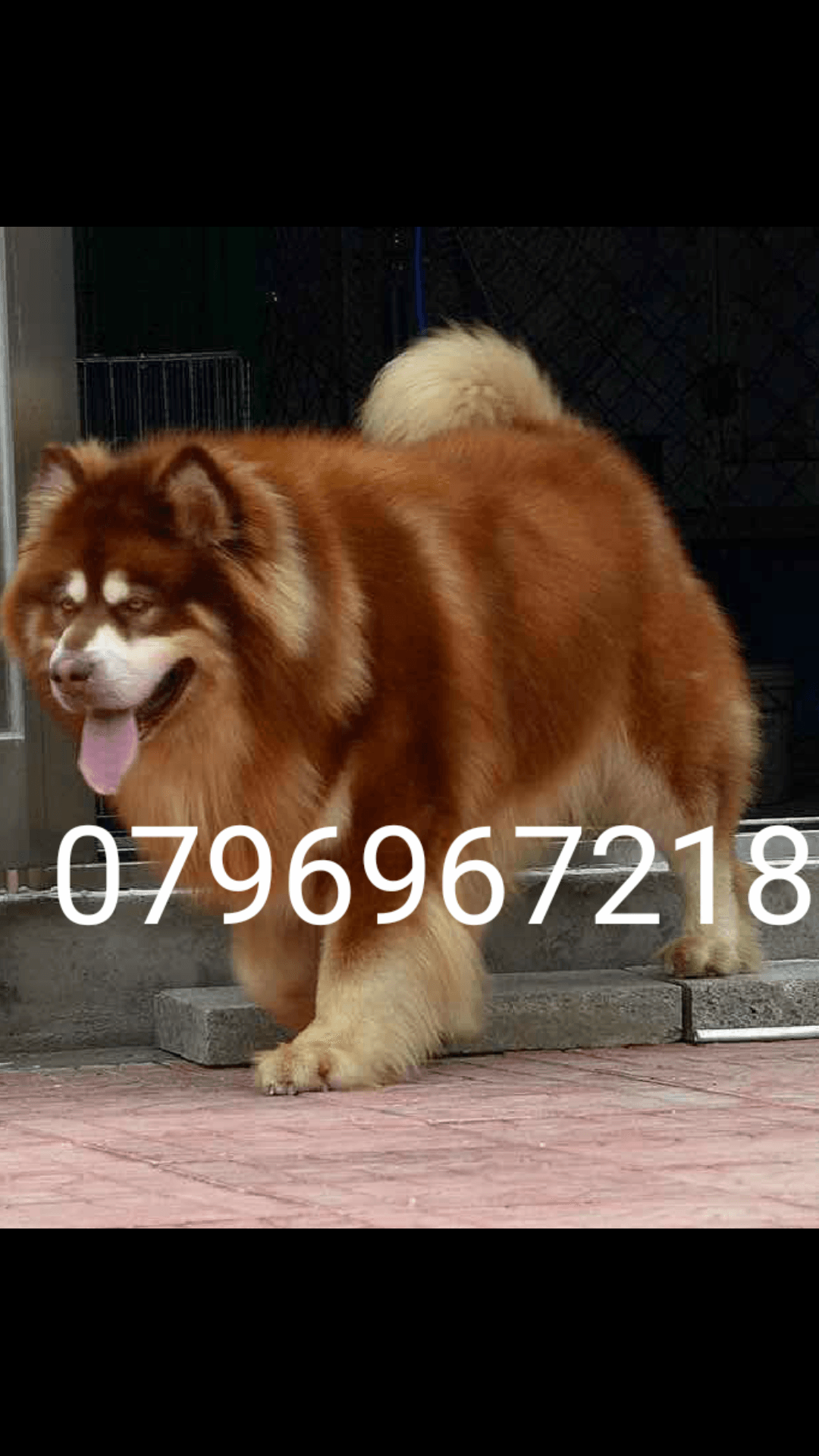 Gaint Alaskan Malamute
لا تنسَ أنك شاهدت هذا الإعلان في عنكبوت
بسم الله ما شاء الله ...
متاح...