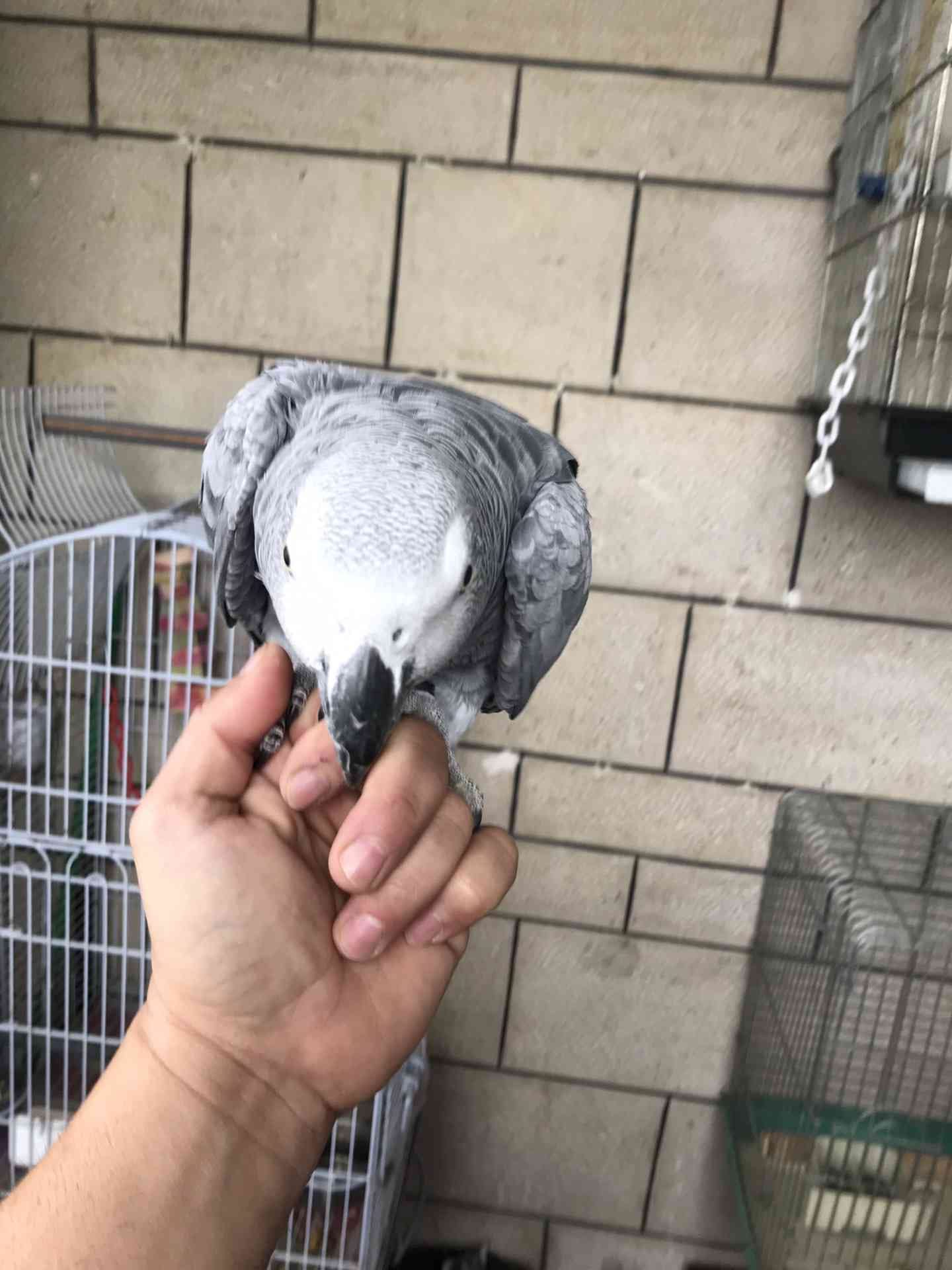 كاسكو لون صدفي اليف متكلم للبيع
لا تنسَ أنك شاهدت هذا الإعلان في عنكبوت
كاسكو عمرو سنه ونص ال...