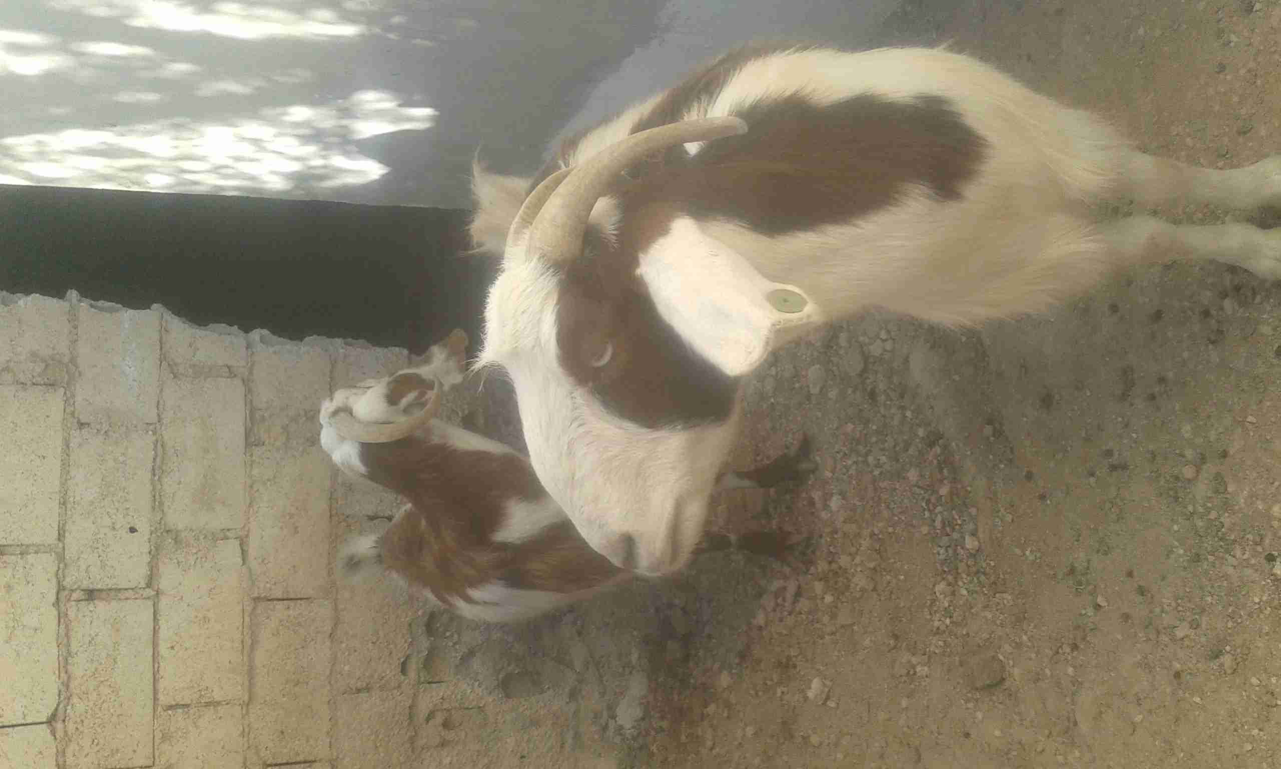 عنزين رباعيات
لا تنسَ أنك شاهدت هذا الإعلان في عنكبوت
عنزين رباعيات صلاات النبي عليهن متالي ث...