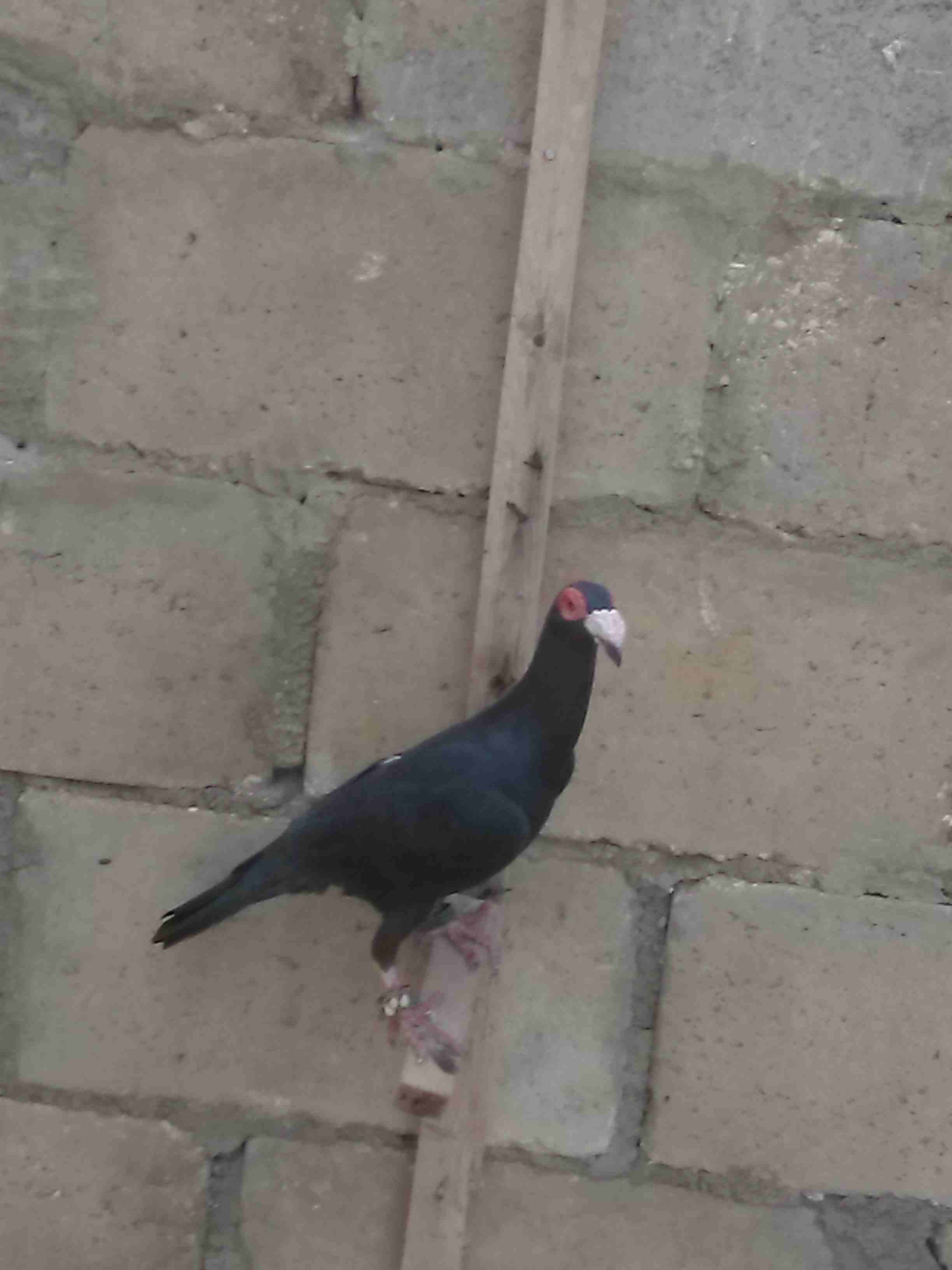 بغدادي اسود شرع الحبه شاميه صلاة النبي
لا تنسَ أنك شاهدت هذا الإعلان في عنكبوت
بغدادي اسود صلاة ا...