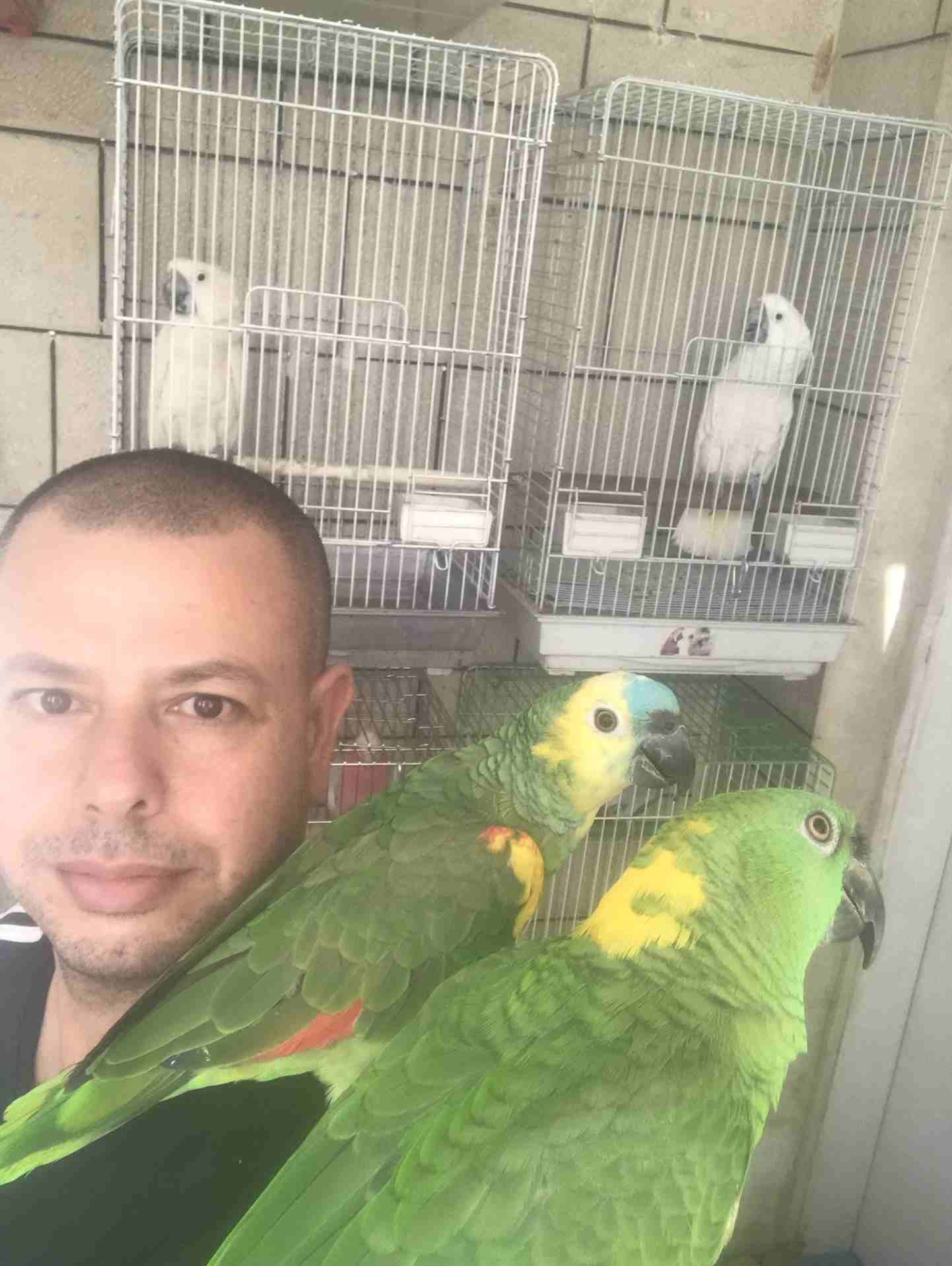 خبير طيور المعاكيف ابو ايهم
لا تنسَ أنك شاهدت هذا الإعلان في عنكبوت
بيع شراء تبديل ترويض علاج ق...