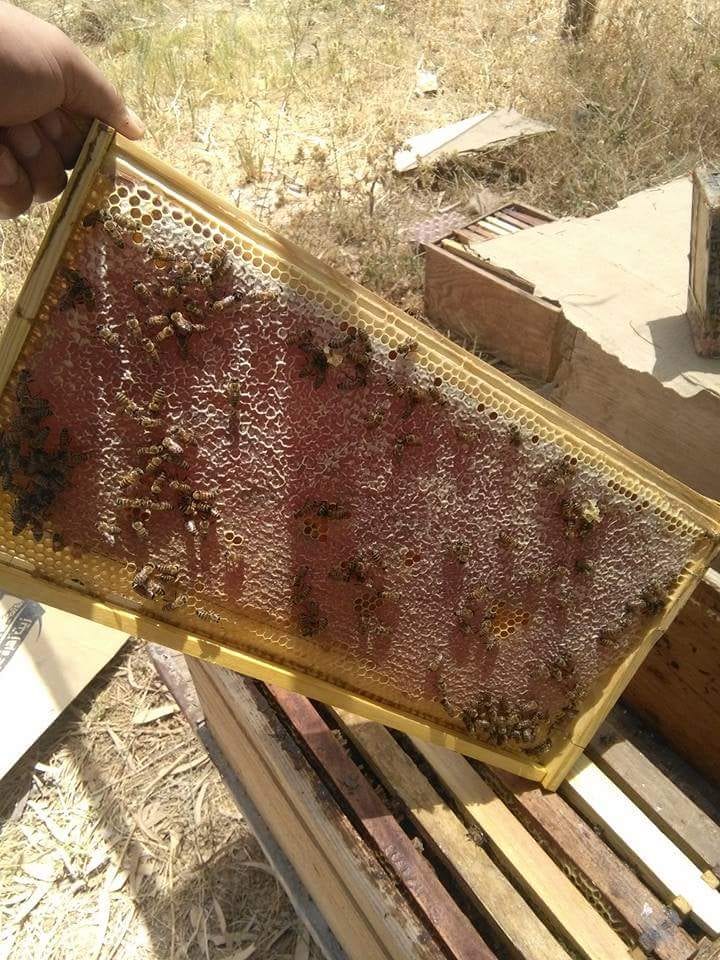 عسل بلدي مظمون ٪ لتجار الجمله للإستفسار يرجى الاتصال
لا تنسَ أنك شاهدت هذا الإعلان في عنكبوت...