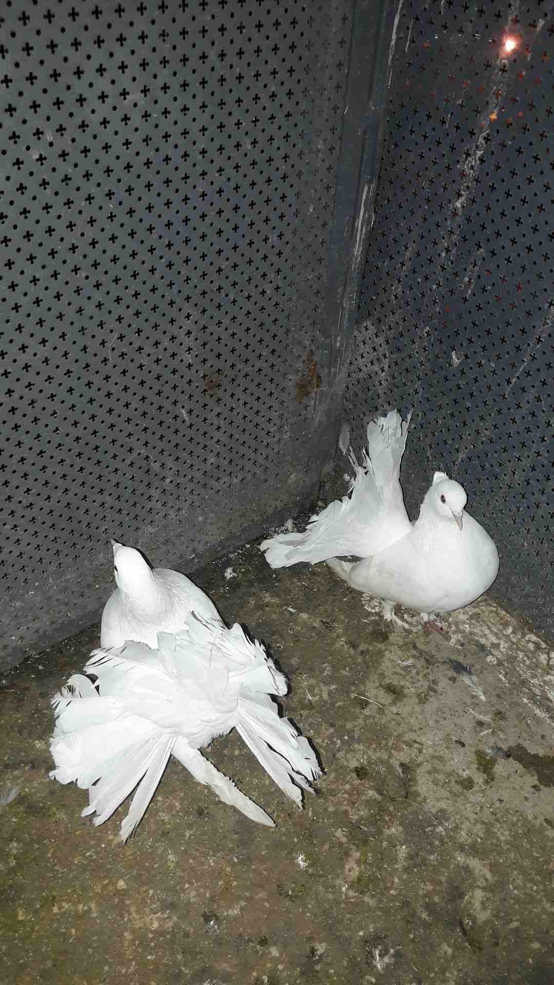 عمان .. البيادر
لا تنسَ أنك شاهدت هذا الإعلان في عنكبوت
جوز هزازات
للبيع او للبدل ع كنار او كوكت...