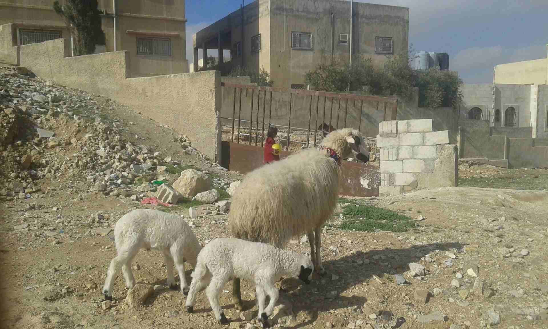 نعجه قبرصيه نخب النخب وراها توم
لا تنسَ أنك شاهدت هذا الإعلان في عنكبوت
نعجه قبرصي اصلي نخب النخب...
