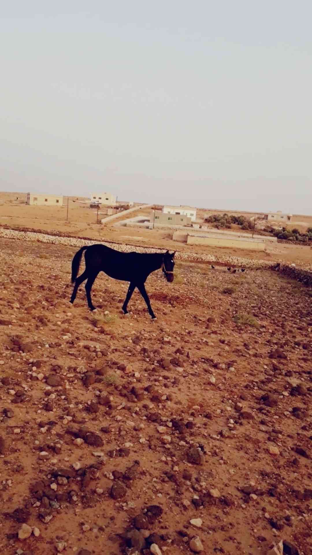 مهر للبيع بّدِاْعيَ الُسِفَرَ
لا تنسَ أنك شاهدت هذا الإعلان في عنكبوت
صلي على الُنَبّيَ مٌُهر...