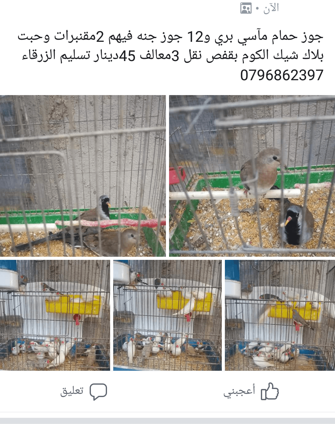 حمام مآسي جوز و12 جوز جنه الكوم 45دينار بقفص نقل
لا تنسَ أنك شاهدت هذا الإعلان في عنكبوت
حمام...