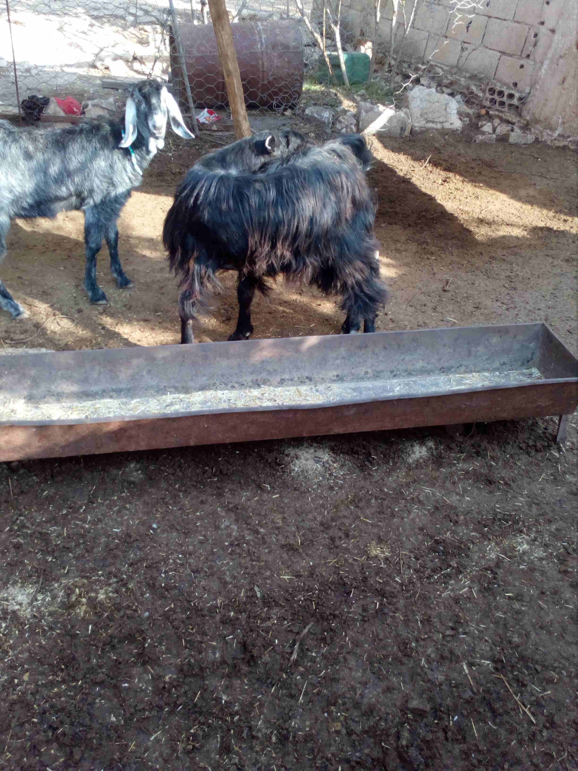 عنزة وسخله وجدي
لا تنسَ أنك شاهدت هذا الإعلان في عنكبوت
سوم بحق الله وشيل...