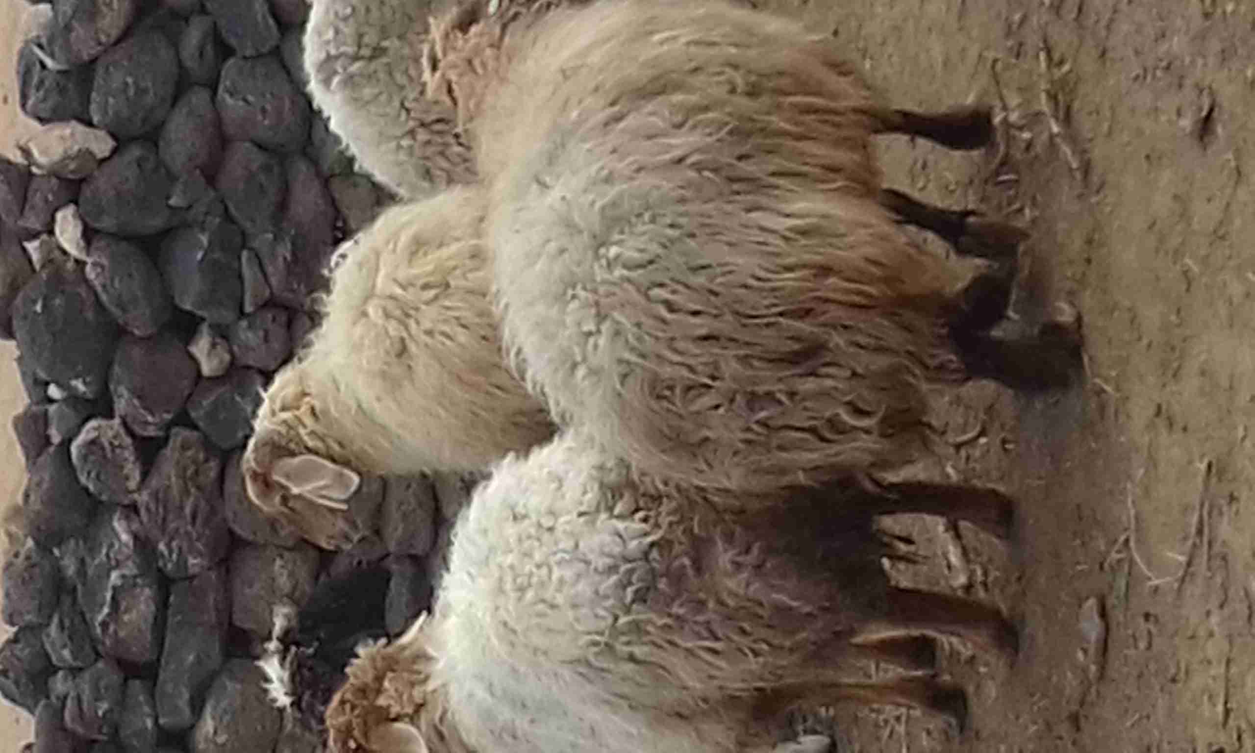خمس نعاج عخشم الميلاد
لا تنسَ أنك شاهدت هذا الإعلان في عنكبوت
الغنم سن طيب بيهن ثنايا وخماس م...