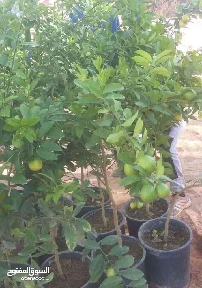 مشاتل الفاكهه للخدمات الزراعيه
لا تنسَ أنك شاهدت هذا الإعلان في عنكبوت
بيع جميع انواع الاشجار...