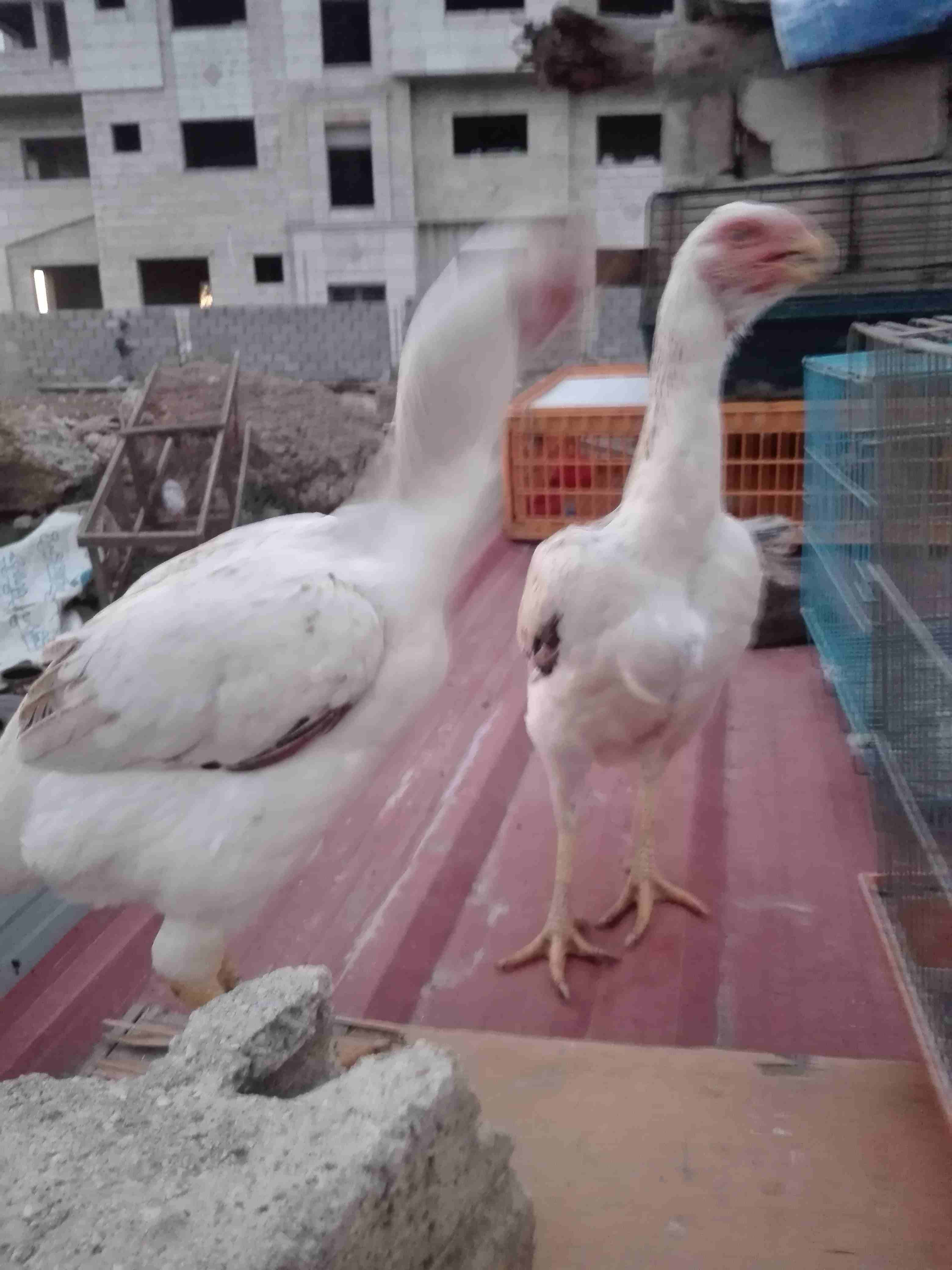 طقم حجازي
لا تنسَ أنك شاهدت هذا الإعلان في عنكبوت
طقم اول خيرهم عمرهم 11شهر نخب...