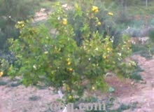 6 دنم -مع بيت --3 طوابق --في مليح مادبا -جميع الخدمات ع شوارع -قوشان مستقل --للبيع
لا تنسَ أنك شاهدت هذا الإعلان في عنكبوت...