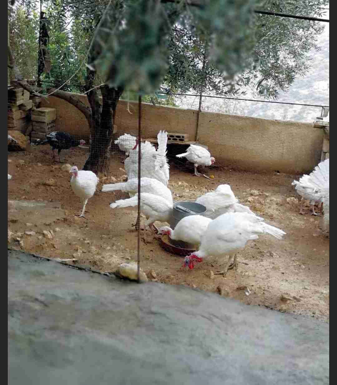 حبش هولندي
لا تنسَ أنك شاهدت هذا الإعلان في عنكبوت
يوجد ذكور حبش واناثي مستويات عاليه جدا
هو...
