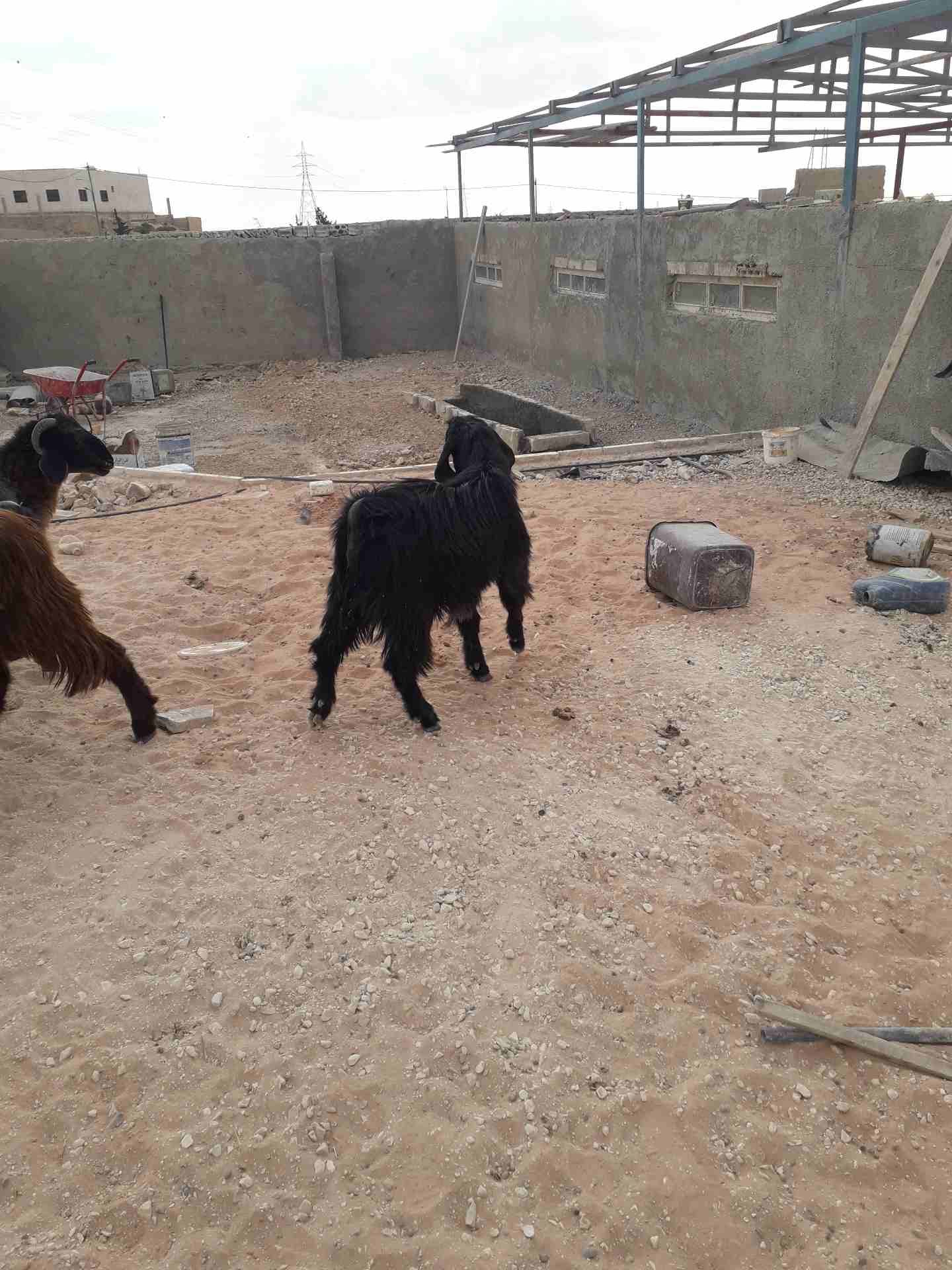 جديان للبيع
لا تنسَ أنك شاهدت هذا الإعلان في عنكبوت
عمر الجدي 8 شهور...