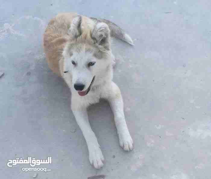كلب هاسكي مابعض وبحب اللعب
لا تنسَ أنك شاهدت هذا الإعلان في عنكبوت
كلب هاسكي مابعض وبحب اللعب ومع...