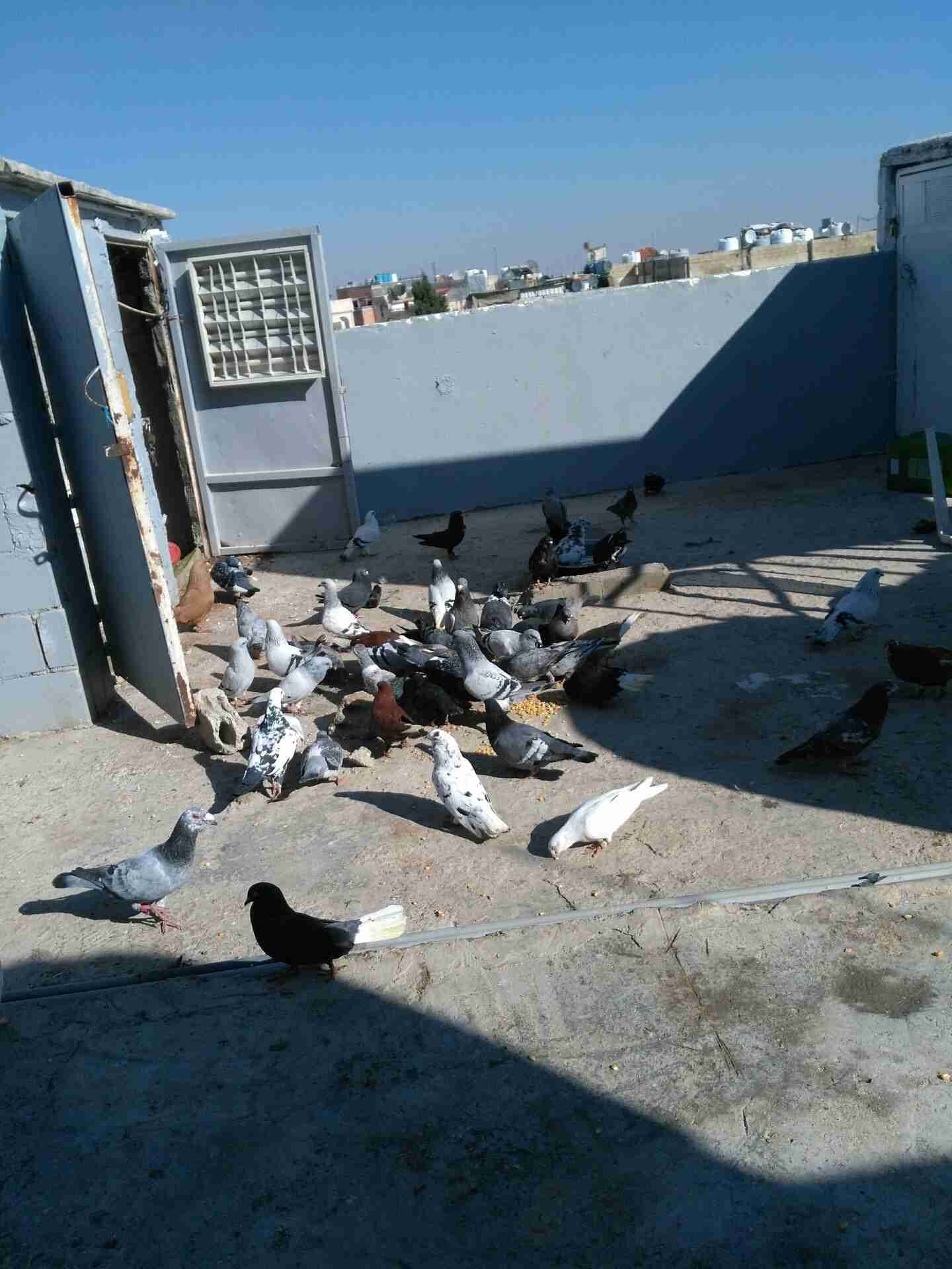 حمام كش وزق نحب
لا تنسَ أنك شاهدت هذا الإعلان في عنكبوت
الحمام للبيع كش و زق...