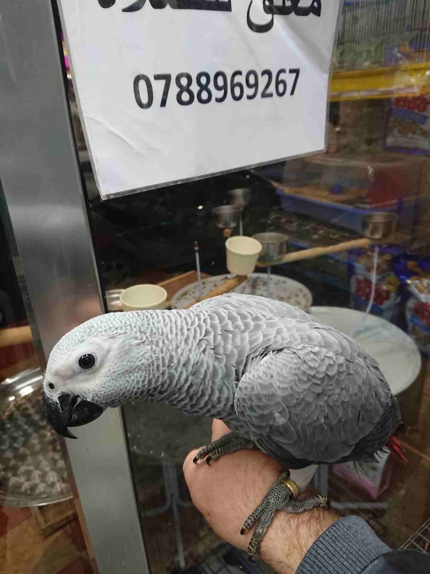 فرخ كاسكو مزارع للمربين الكاسكو فرخ الحلم عين سودة حجل دهبي رأس الطير.
لا تنسَ أنك شاهدت هذا الإعلان في عنكبوت...