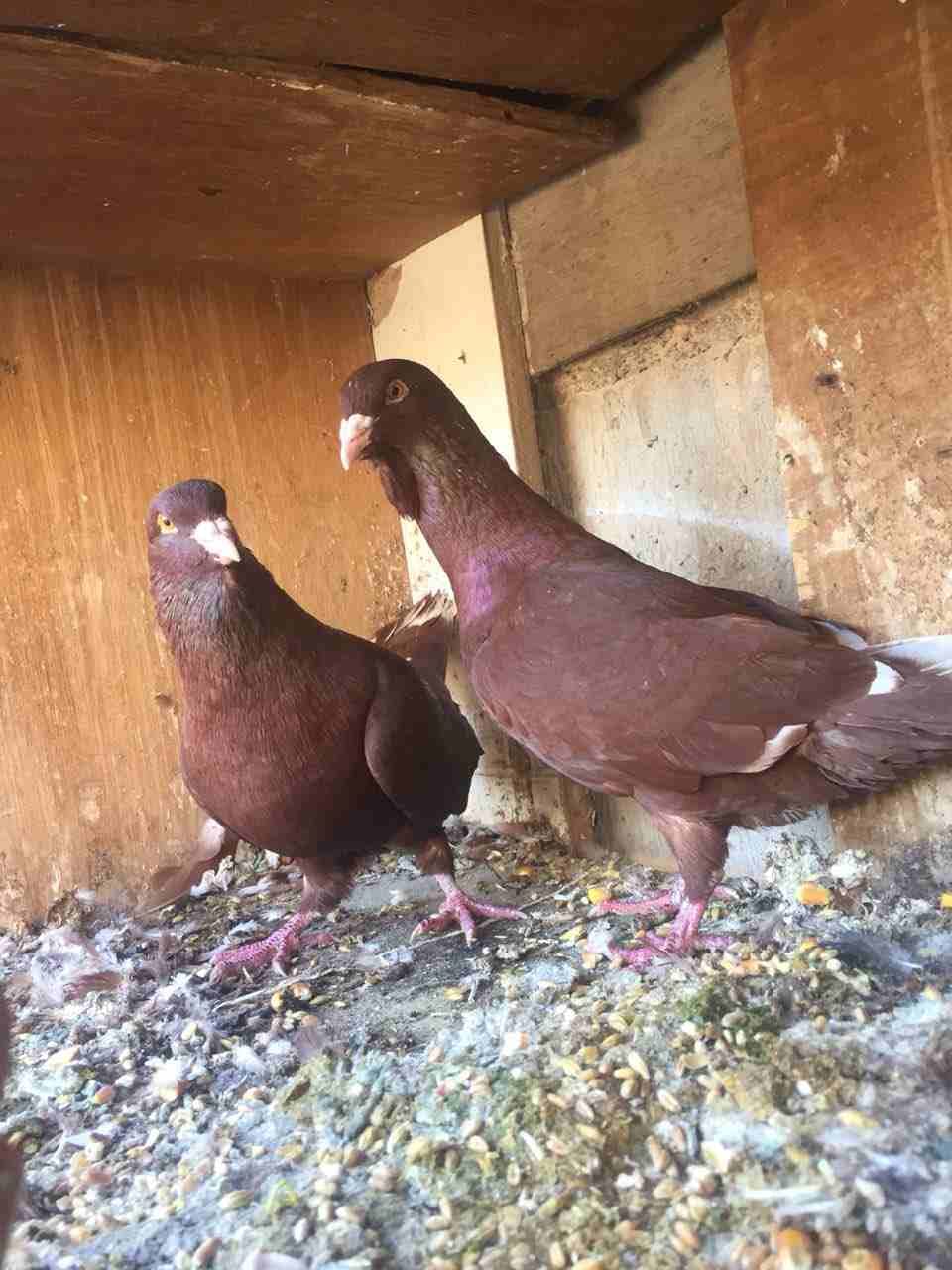 جوزين شغلات للبيع او البدل
لا تنسَ أنك شاهدت هذا الإعلان في عنكبوت
جواز شغلات...
