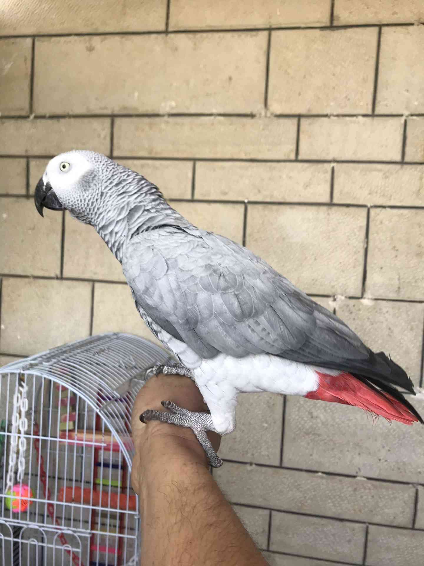 كاسكو اليف متكلم للبيع
لا تنسَ أنك شاهدت هذا الإعلان في عنكبوت
كاسكو متكلم اكثر من 30 كلمه ال...