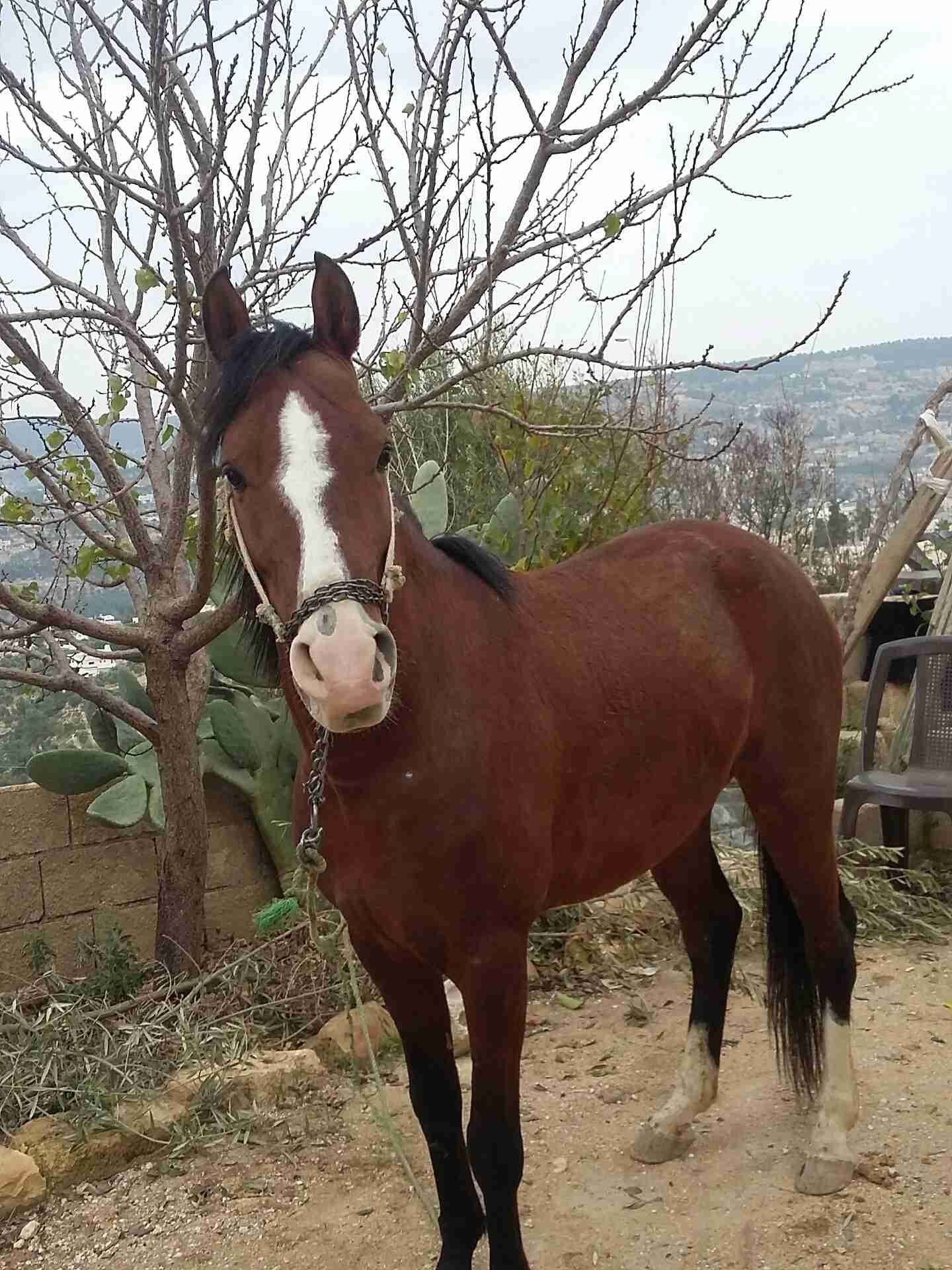 حصان للبيع او البدل
لا تنسَ أنك شاهدت هذا الإعلان في عنكبوت
حصان حراث عمره أربع سنوات...