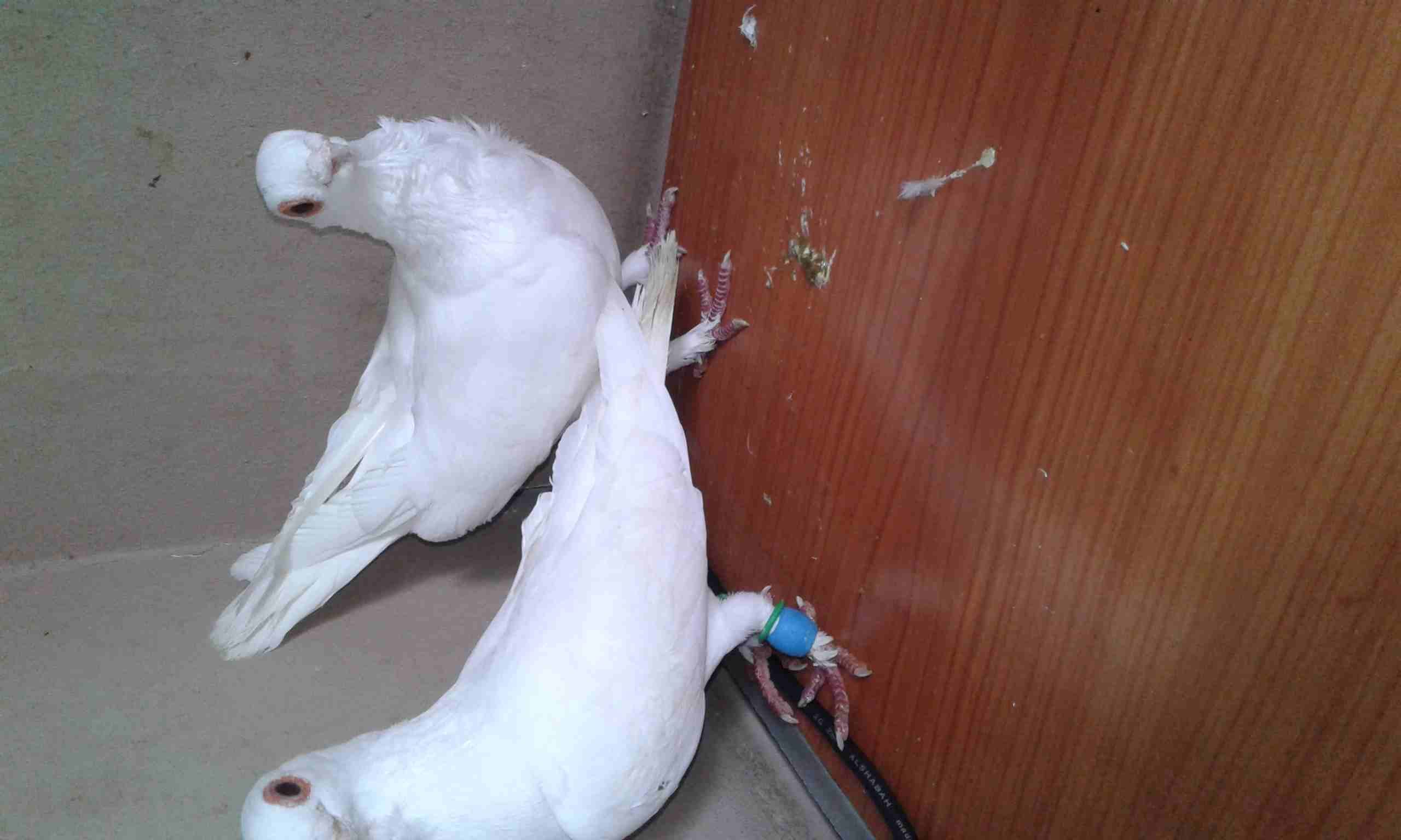 جوز للبيع
لا تنسَ أنك شاهدت هذا الإعلان في عنكبوت
جوز بولنديات تركيب جديد للبيع
وتسليم مادبا او ع...