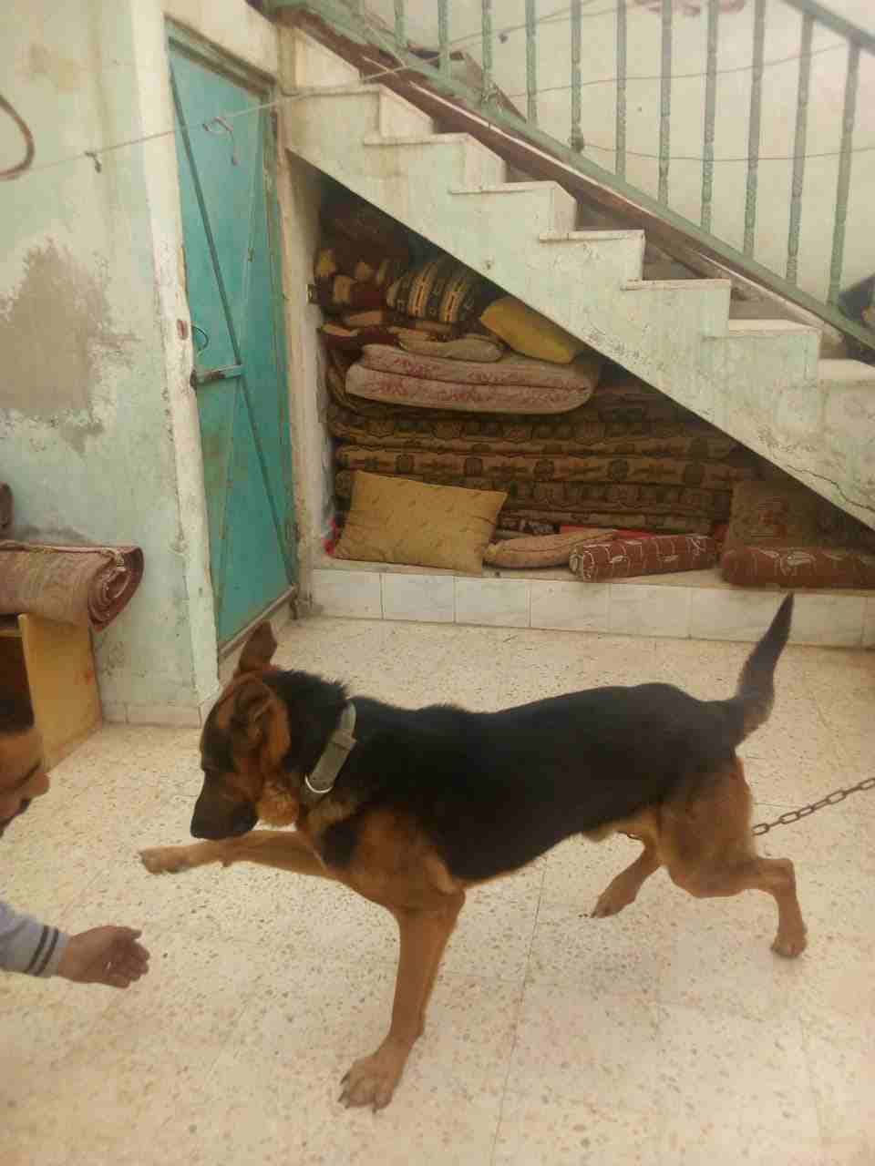 جيرمان ولف للبدل على كاسكوه رقم الهاتف 0795753020
لا تنسَ أنك شاهدت هذا الإعلان في عنكبوت
للبدل...