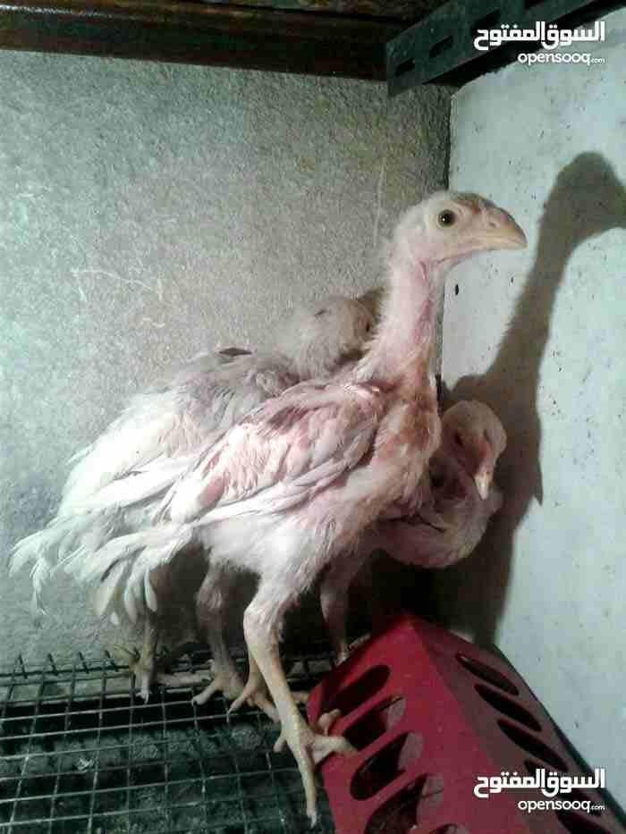 فراخ باكستاني 2 لونهم ابيض 1 ابيض ملطش على بني
لا تنسَ أنك شاهدت هذا الإعلان في عنكبوت
3 باكستاني...