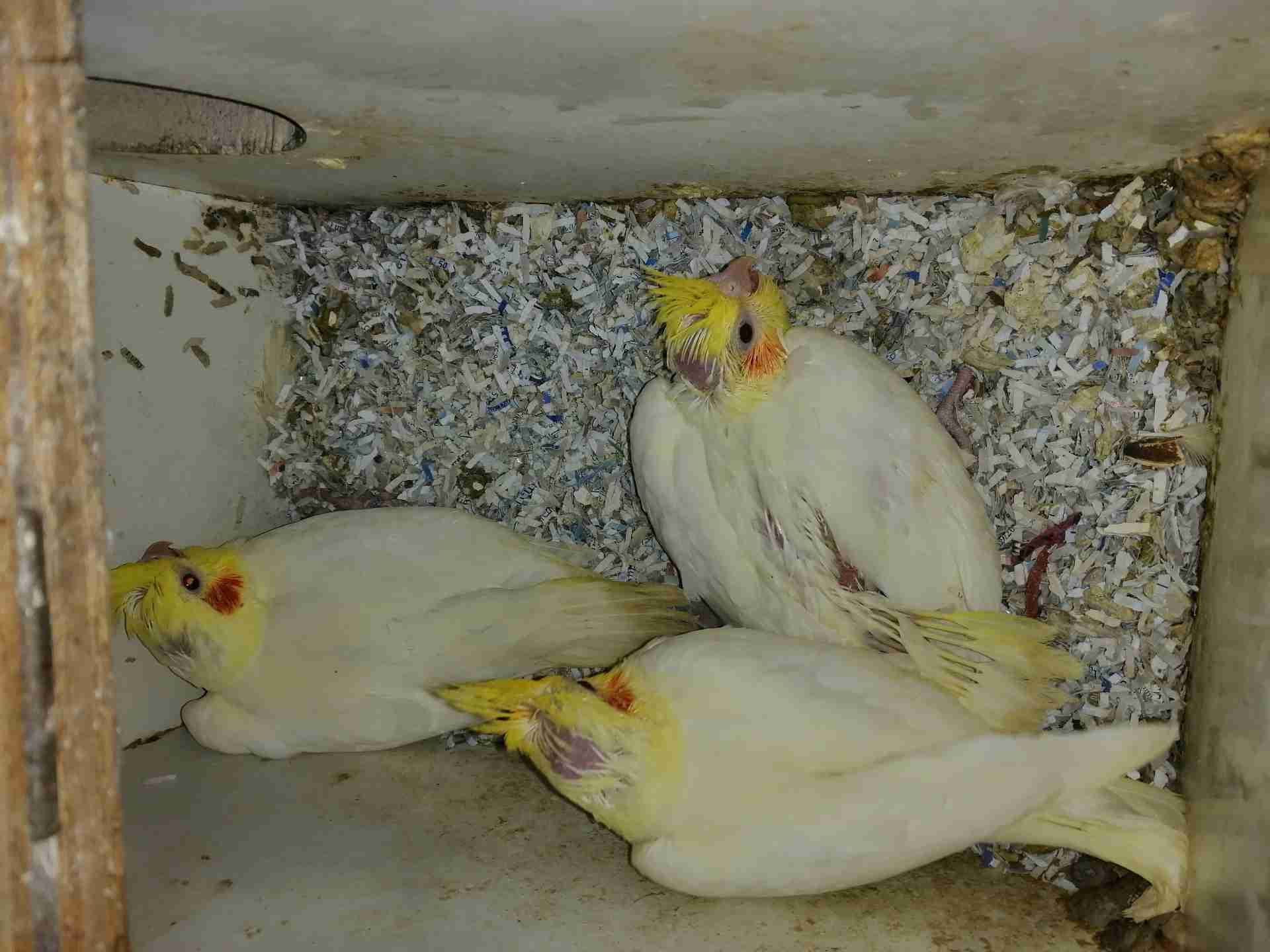 كوكتيل لاتينو زق
لا تنسَ أنك شاهدت هذا الإعلان في عنكبوت
3 فراخ لاتينو جامبو عين حمرا زق
تسل...