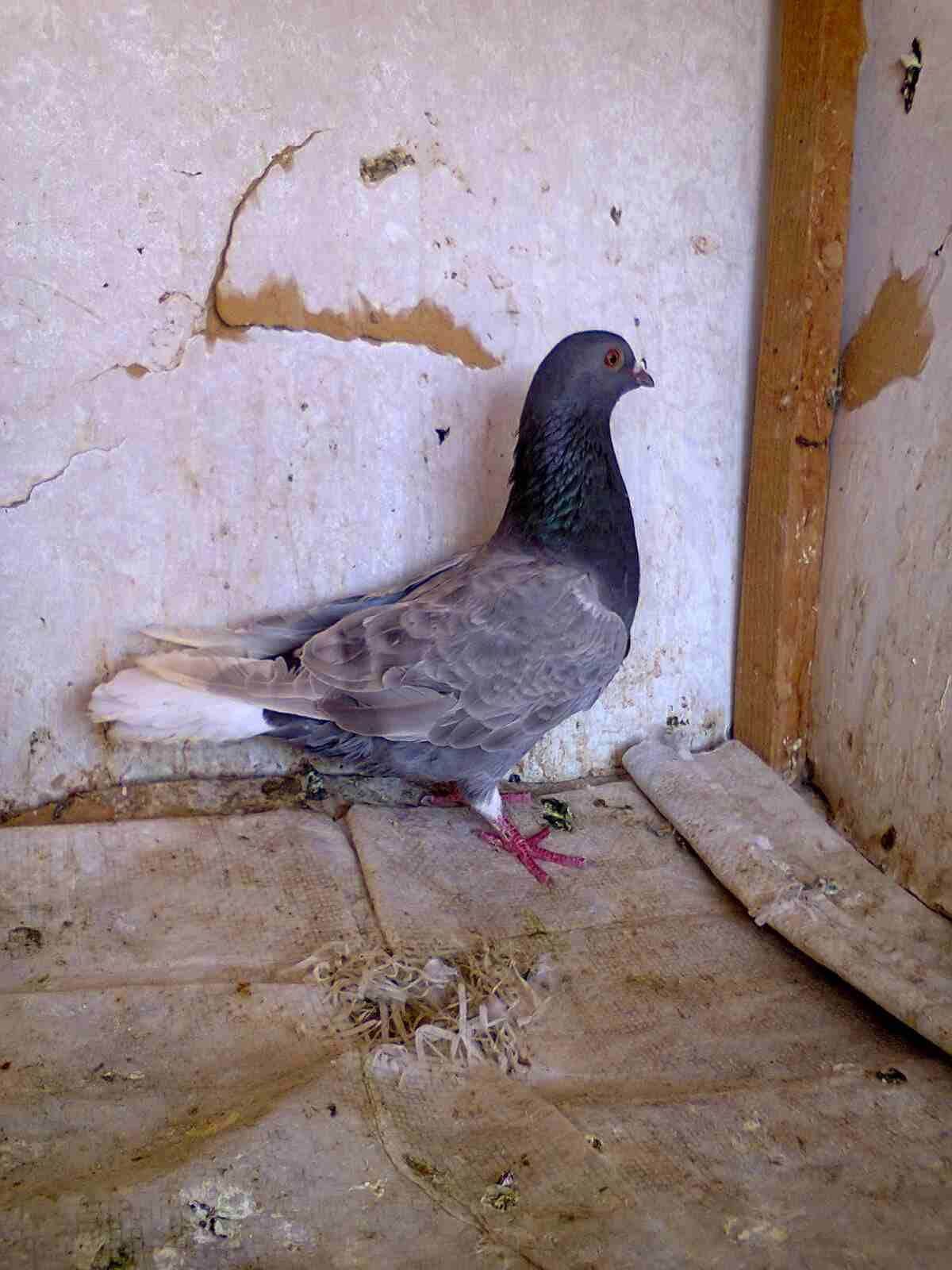 جواز زق وفحول كش وطواير فلت نخب
لا تنسَ أنك شاهدت هذا الإعلان في عنكبوت
21 جوز حمام بين فحول كش و...