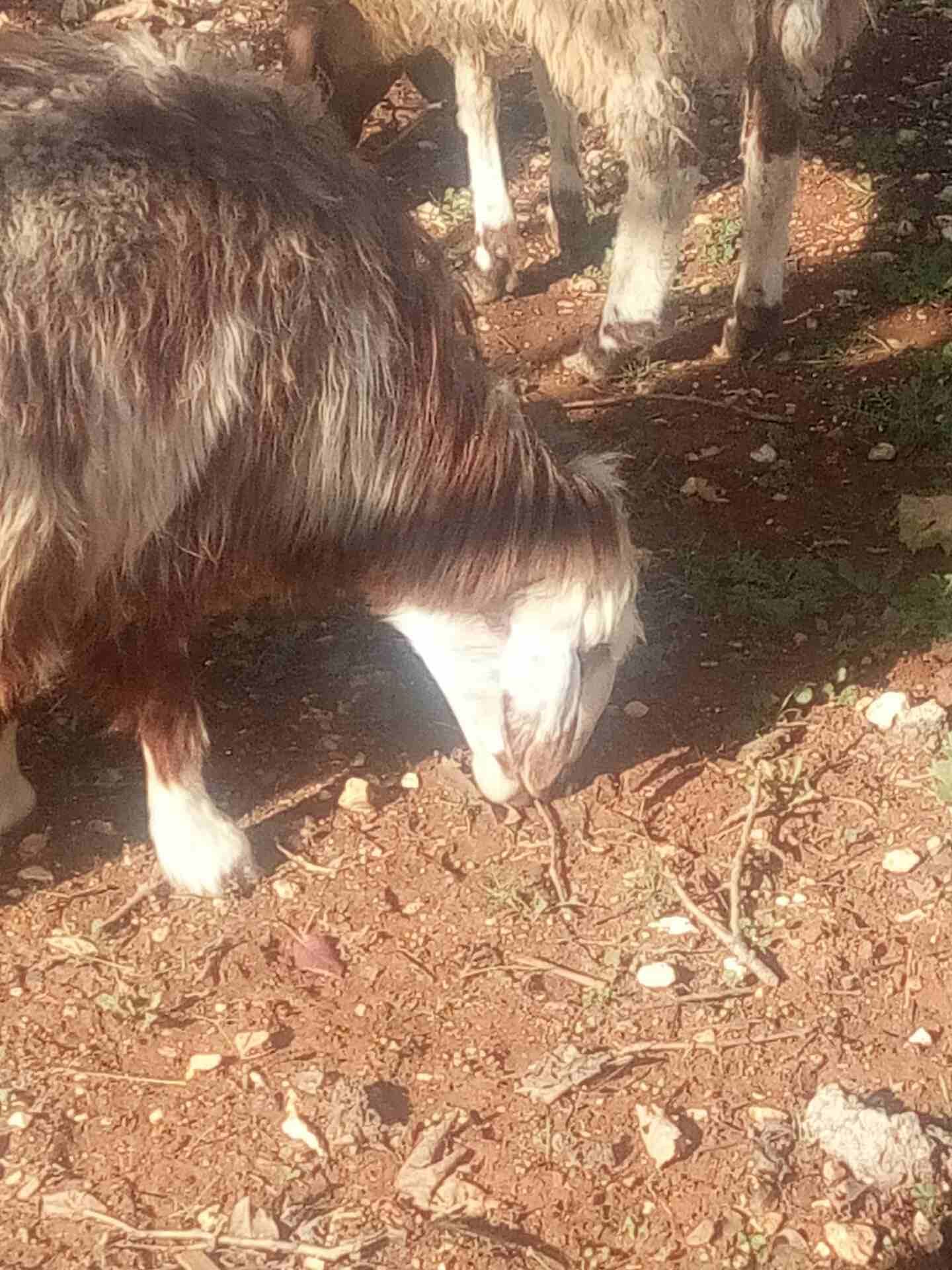 غنم لحم
لا تنسَ أنك شاهدت هذا الإعلان في عنكبوت
نعجة لحم سن النعجة رباعية ... العابور عمرها 11 ش...