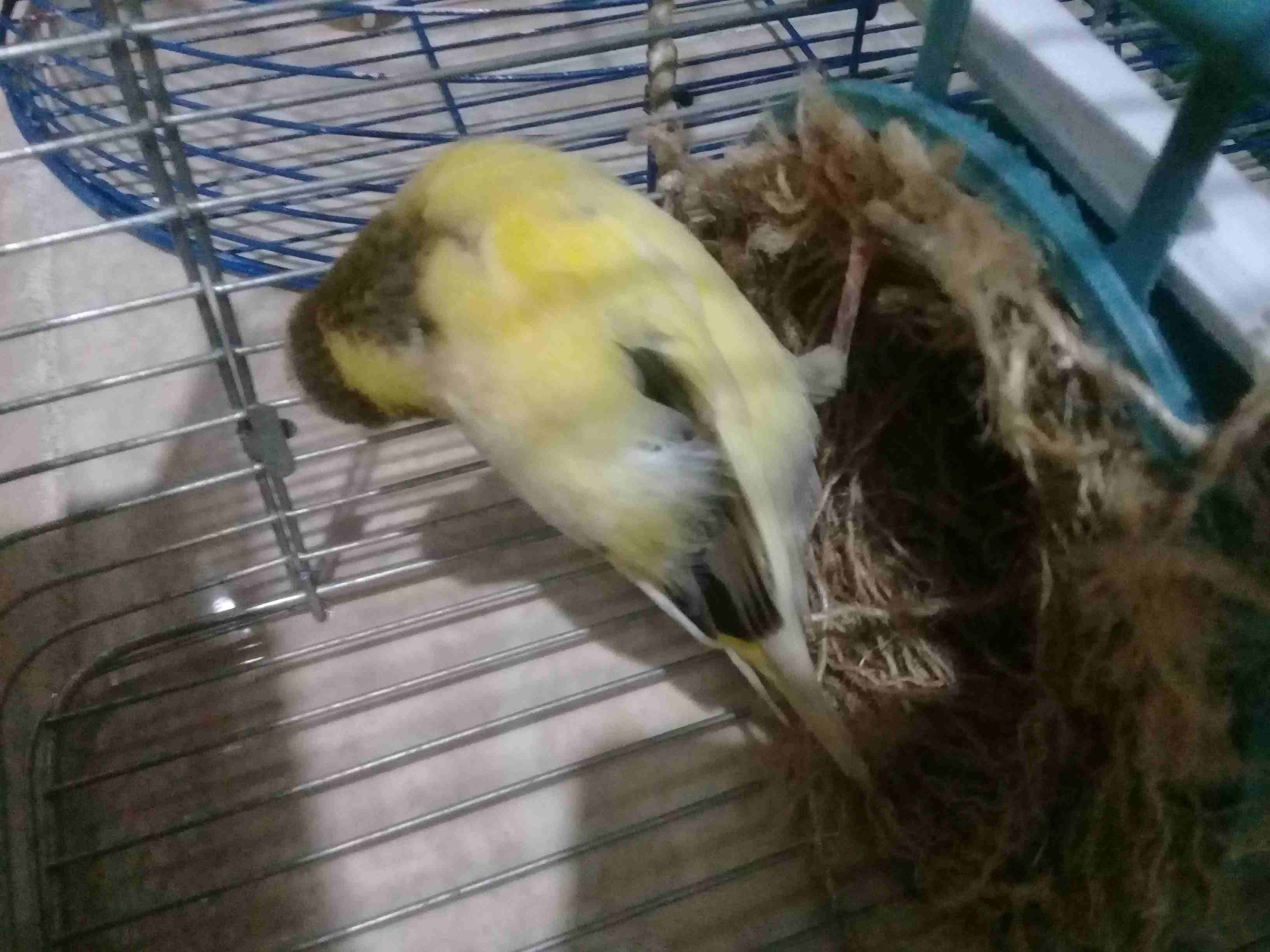 انثى كنار جاهزة وفل البيضة ع الباب بدها تبييض
لا تنسَ أنك شاهدت هذا الإعلان في عنكبوت
انثى كنار ج...